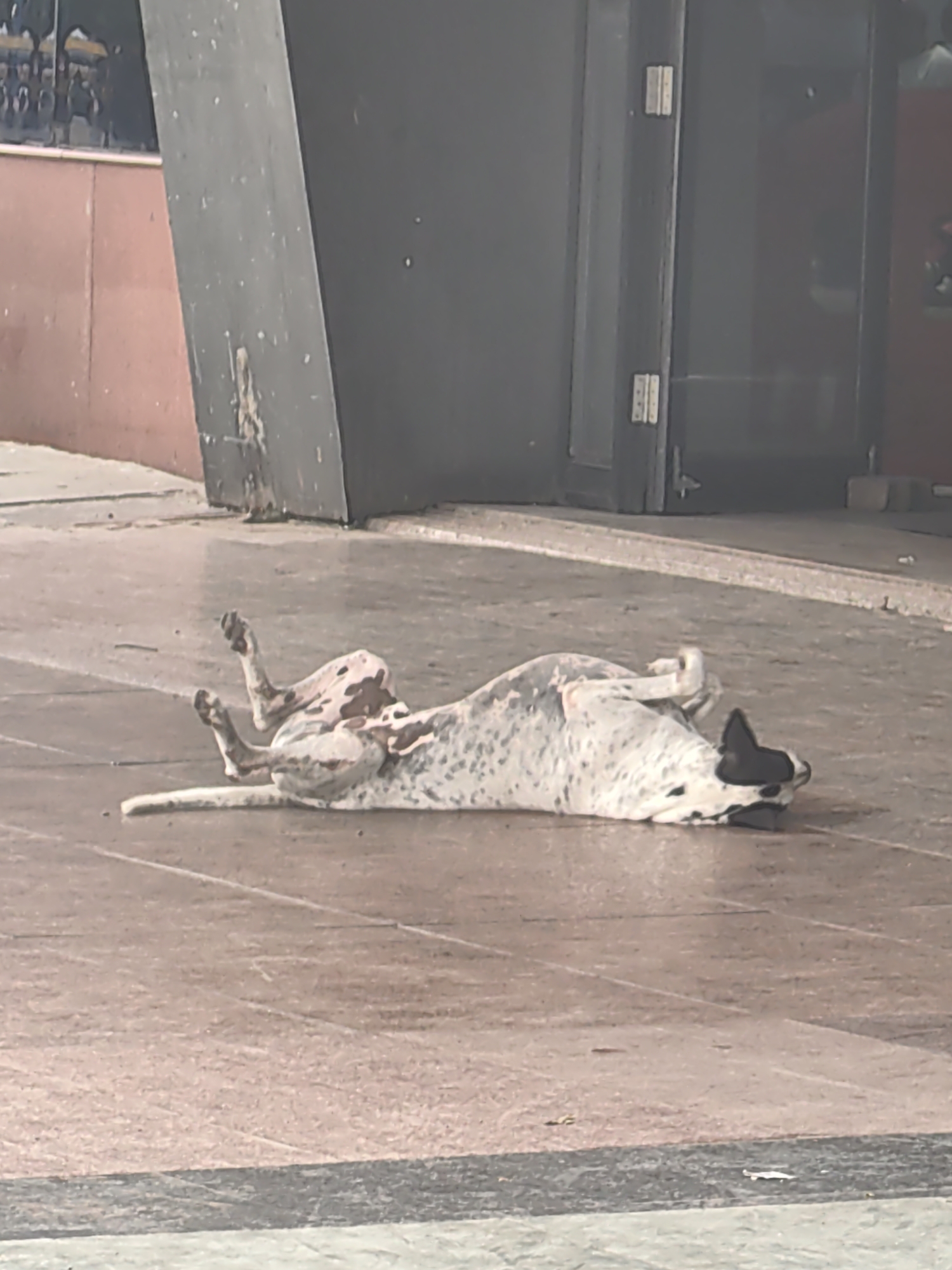 A spotted dog lies on its back on a tiled floor, with its legs in the air. The dog is predominantly white with large brown spots. Its head is turned to the right, and it appears to be resting or playing. In the background, a large, dark, angular structure is visible, along with a red wall and glass doors. The environment suggests an outdoor public space, possibly a sidewalk or an entrance to a building. The lighting indicates it is daytime.