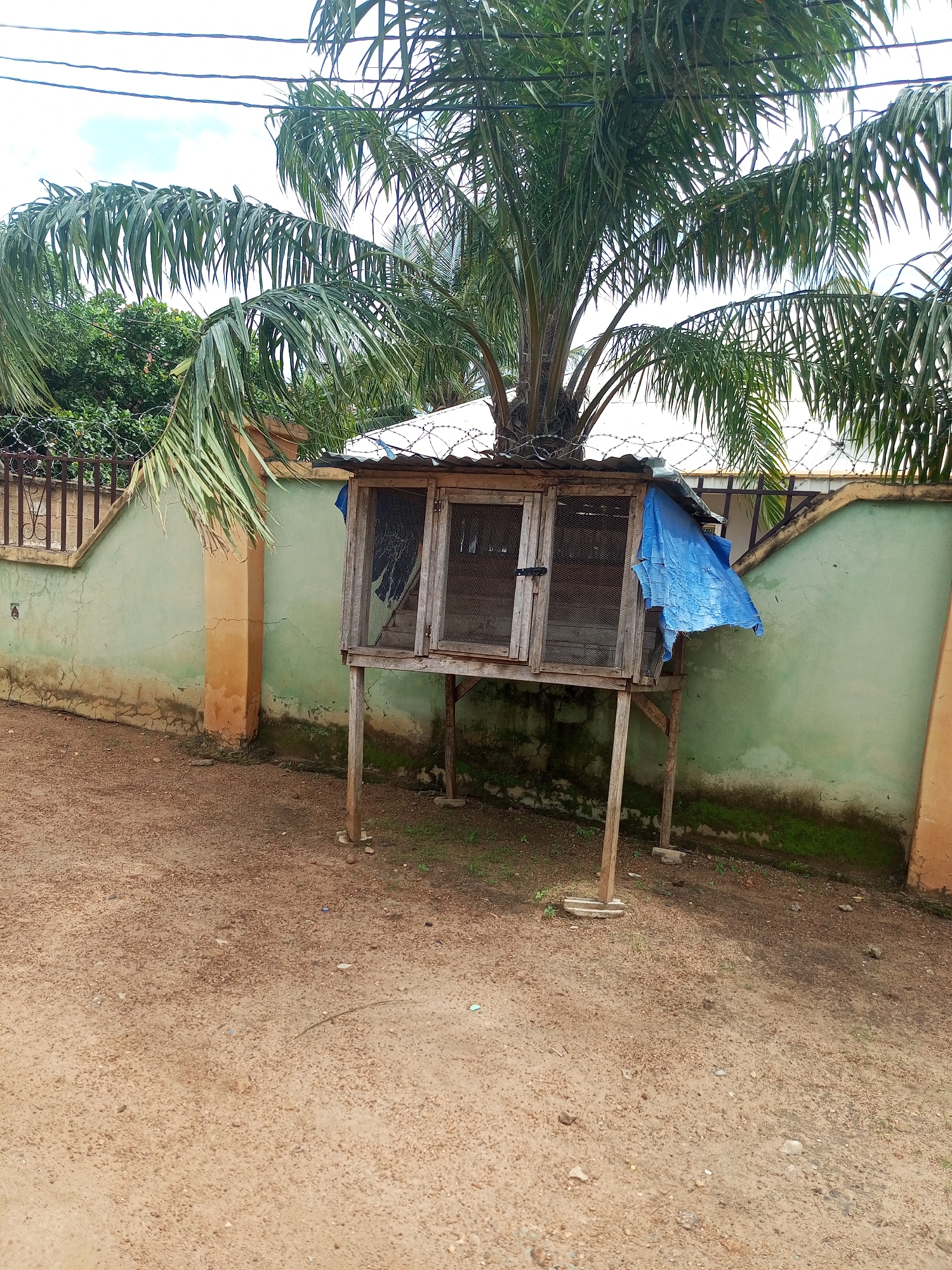 In Kabba, Nigeria, a rustic, wooden chicken coop stands elevated on four legs in a dusty, outdoor area. The coop features wire mesh panels and a corrugated metal roof, partially covered by a torn, blue tarp. A thorny wire barrier runs along the top of a pale green, textured wall behind the coop. Palm trees with long, frond-like leaves arch over the structure, with power lines strung across the sky. The ground is a mixture of dirt and small stones, with patches of sparse green vegetation visible around the coop's base and along the wall.