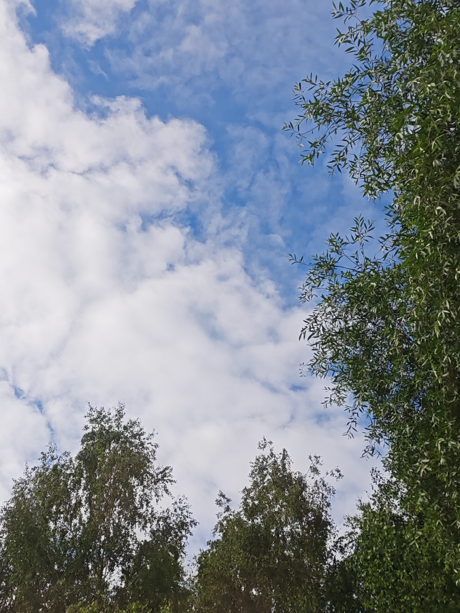 This is a vertical, medium-shot photograph taken from a low angle, looking up at a bright blue sky filled with scattered, fluffy white clouds. Lush green trees with dense foliage occupy the bottom and right edges of the frame. The tops of several trees are visible in the lower portion of the image, their branches reaching towards the sky. On the right side, a large section of a tree with long, slender leaves is silhouetted against the sky. The lighting suggests a sunny day. The scene appears to be outdoors, likely in a park or natural area, with no people or man-made structures visible.