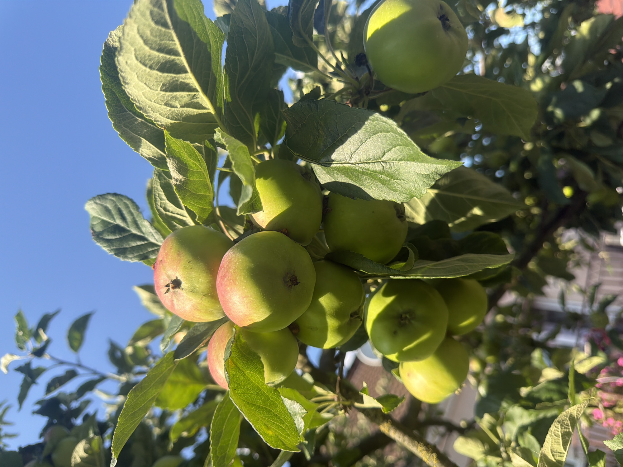 A close-up, low-angle shot captures a cluster of green and red apples hanging from a tree branch, bathed in bright sunlight against a clear blue sky. The apples vary in ripeness, with some showing a rosy blush on their green skin. Lush green leaves, some casting dappled shadows, surround the fruit, indicating a natural, outdoor setting. The background is slightly blurred, but suggests a residential area with hints of buildings and foliage. The scene is likely from a garden or orchard in the city of Szczecin, Poland, during a warm, sunny day.