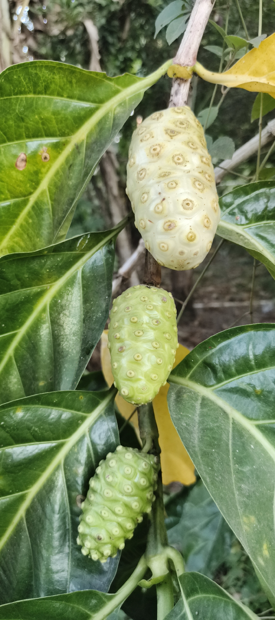 In the city of Baru, Indonesia, a noni tree bearing three fruits is the primary subject of this vertical, medium-close shot. The fruits, varying in ripeness, are attached to a thick, woody branch. The uppermost fruit is a pale, yellowish-white, indicating maturity, and is covered in numerous small, circular indentations. Below it, a smaller, green fruit shares the same textured surface. The lowest fruit, also green, is the smallest of the three, and its surface is intricately patterned with a multitude of small, raised bumps, each with a central indentation. Large, dark green leaves with prominent veins surround the fruits, some showing minor imperfections. A bright yellow leaf is visible in the background, partially obscuring the muted, earthy tones of the surrounding foliage and branches. The lighting is natural, casting soft shadows and highlighting the textures of the fruits and leaves. The overall scene suggests a natural, outdoor environment, likely a garden or a wild growth area within Baru.
