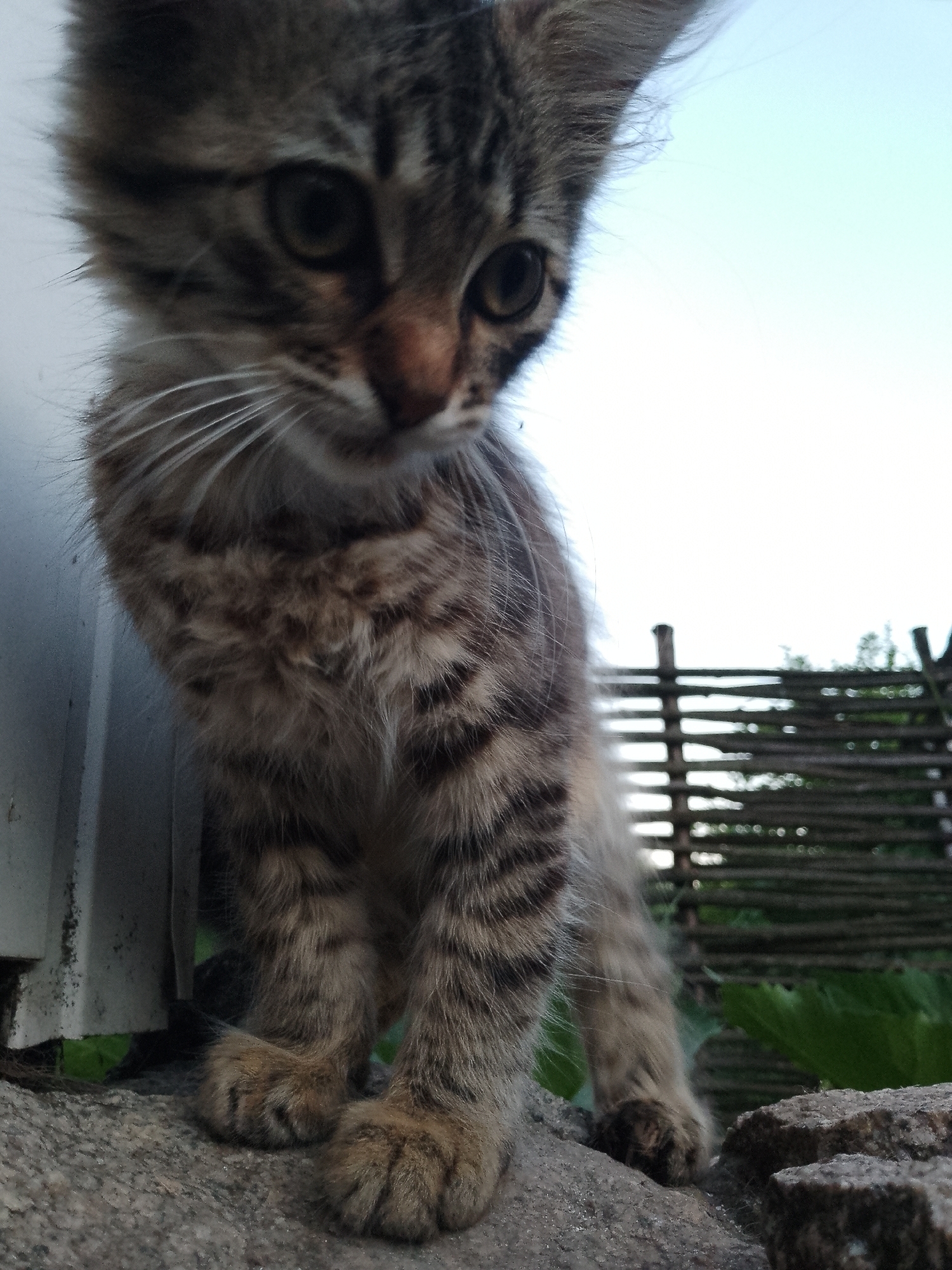 A low-angle, close-up shot captures a tabby kitten standing on a rough, grey surface. The kitten's face, with its wide eyes and prominent whiskers, is the focal point, with the rest of its body blurred and partially obscured. The kitten is positioned to the left of the frame, with its body angled slightly towards the right. Behind the kitten, a blurred wooden fence stretches horizontally across the middle ground, and to the right, a large green leaf is visible. The background consists of a pale, overcast sky. To the far left, a white vertical structure, possibly a wall or pillar, is partially visible. The scene appears to be outdoors, with natural lighting.
