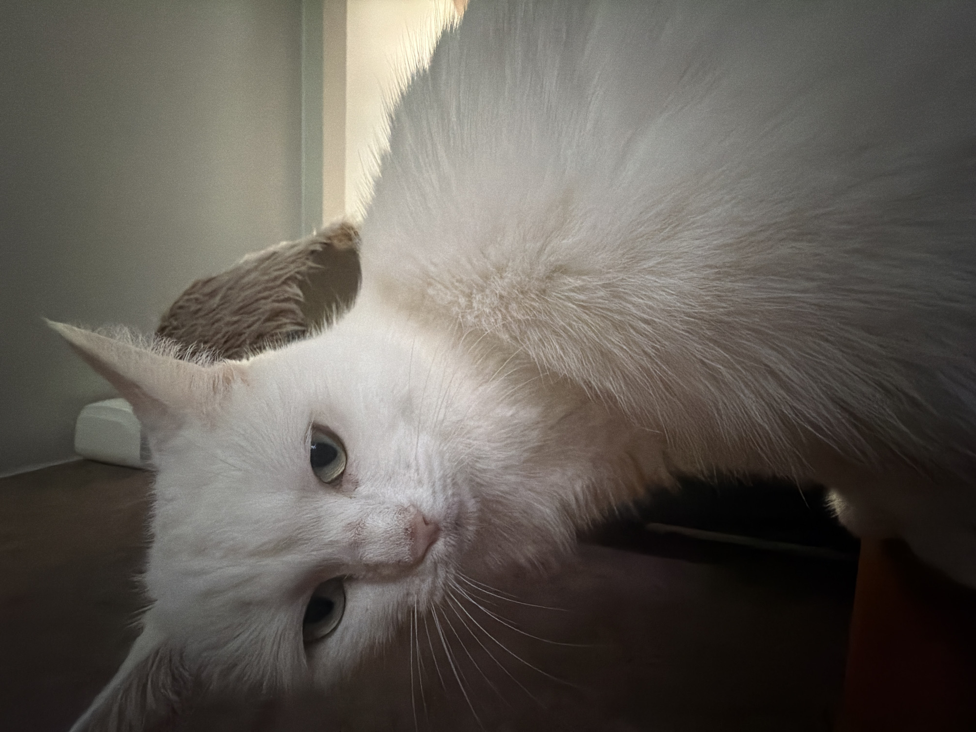 A white cat with light green eyes is shown in a close-up shot. The cat's fur is long and appears fluffy. The cat is looking towards the camera with a neutral expression. The background is dimly lit and appears to be indoors, possibly in a residential setting. There is some indistinct object behind the cat's head, which appears to be a piece of furniture or bedding with a fuzzy texture. The lighting suggests the image was taken in Yablonovskiy, Russia, as there is natural light coming from a window on the right side of the frame. The camera angle is slightly from below, looking up at the cat.