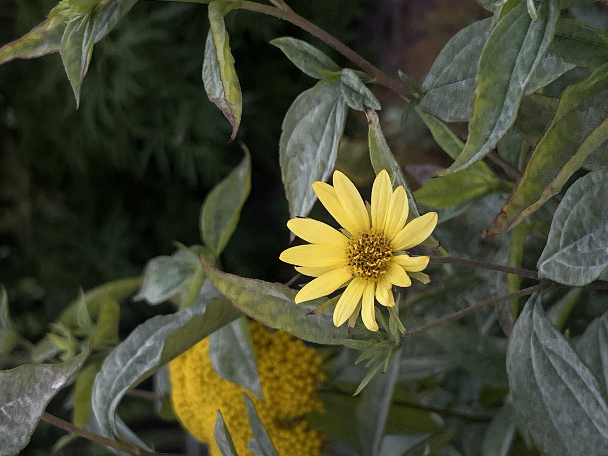 This is a close-up, vertical, eye-level photograph of a single yellow flower with a dark, textured center and slender petals. The flower is in sharp focus and positioned slightly off-center to the right. Surrounding the flower are various green and grey-green leaves, some of which are also in focus, while others are blurred in the background. There is a larger, out-of-focus mass of bright yellow floral elements in the upper left quadrant of the image, appearing to be a cluster of smaller flowers or a part of a larger plant. The background is a dark, indistinct blur of green, suggesting a natural outdoor setting. There are no people or discernible human activity in the image. The lighting appears to be natural daylight, with some dappled light creating subtle highlights and shadows on the foliage. The scene depicts a botanical subject, likely a garden or wild plant, with no specific identifiable landmarks or context related to the city of Moosburg, Germany.