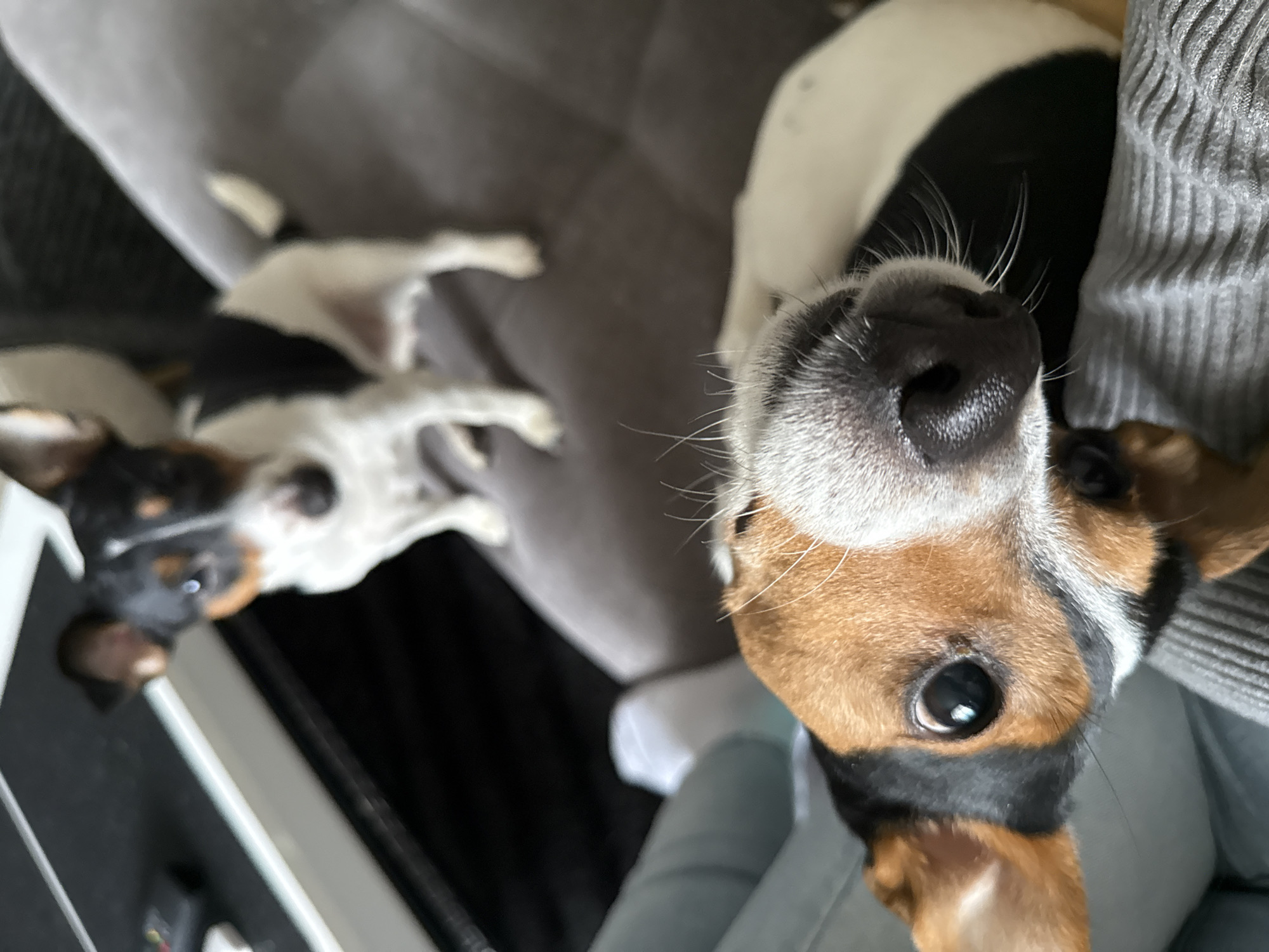 The image displays two Jack Russell Terrier dogs inside what appears to be a home in Sofia, Bulgaria. In the foreground, positioned on the right, a tricolor dog (white, brown, and black) is very close to the camera, its face dominating the frame. Its wet black nose, long whiskers, and a single dark, reflective eye are prominently featured as it looks directly at the viewer with an expression of curiosity or alertness. To the left and further back, a second Jack Russell Terrier, primarily white and black, is visible lying down on gray upholstered furniture. This second dog is slightly out of focus, suggesting it is resting. The setting indicates a comfortable, domestic environment, likely a living room with a couch or armrest. The lighting suggests it is daytime. There is no visible text in the image.