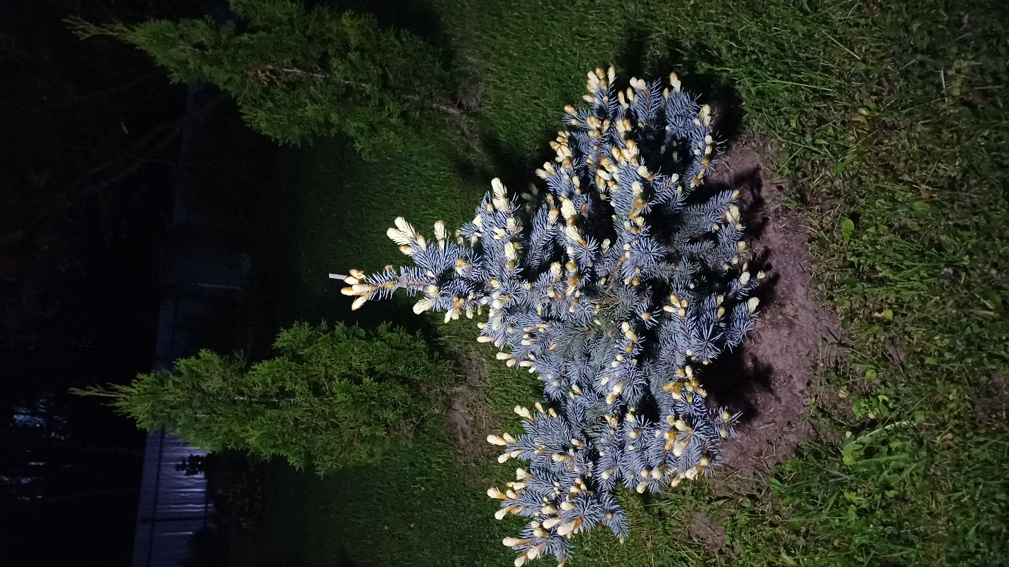 The image presents a top-down view of a cultivated garden at night. The primary subject is a young blue spruce tree (Picea pungens 'Glauca Globosa') centrally located. It exhibits a globular shape and distinctive bluish-gray needles with prominent light tan or yellow buds at the tips of its branches, indicating new growth. The spruce is planted within a patch of bare earth, presumably prepared as a bed.
The environment includes a background of dense green grass, which appears to be a lawn area. To the left, a darker green, columnar evergreen tree (likely a juniper or arborvitae) is visible.
The location is specified as Timokhovo, Russia. However, the image provides no direct visual evidence to confirm the location.