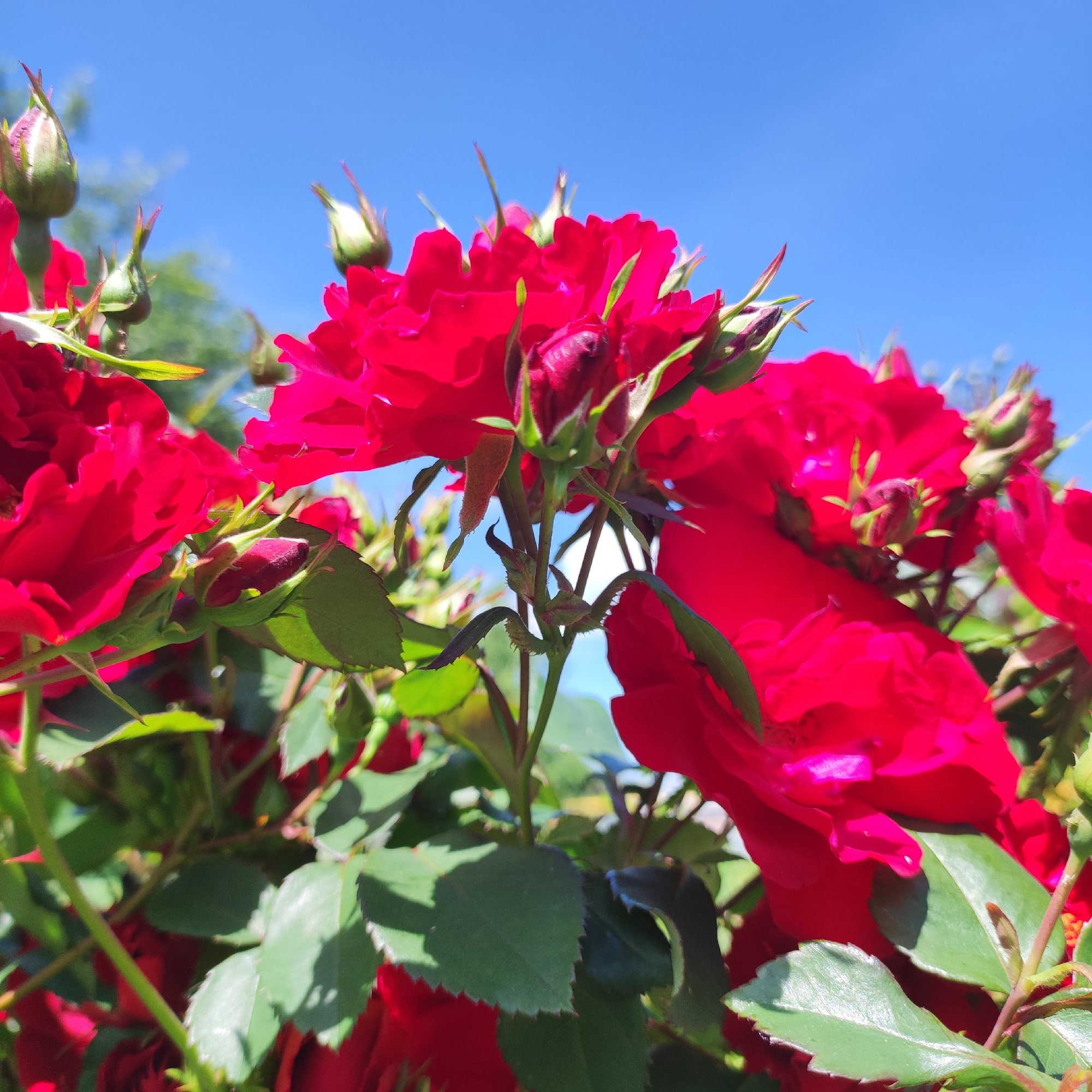 In Navoloki, Russia, a close-up, low-angle shot captures a cluster of vibrant red roses against a clear, bright blue sky. The roses are in various stages of bloom, with some fully open, revealing their layered petals, while others are still in bud form, tightly closed and pointed upwards. Green leaves with serrated edges are interspersed among the flowers, some casting shadows on the petals. The image is focused on the roses, with the background softly blurred, suggesting a sunny outdoor environment, possibly a garden or park. There are no people visible in the frame, and the scene is static, highlighting the natural beauty of the blooming roses.