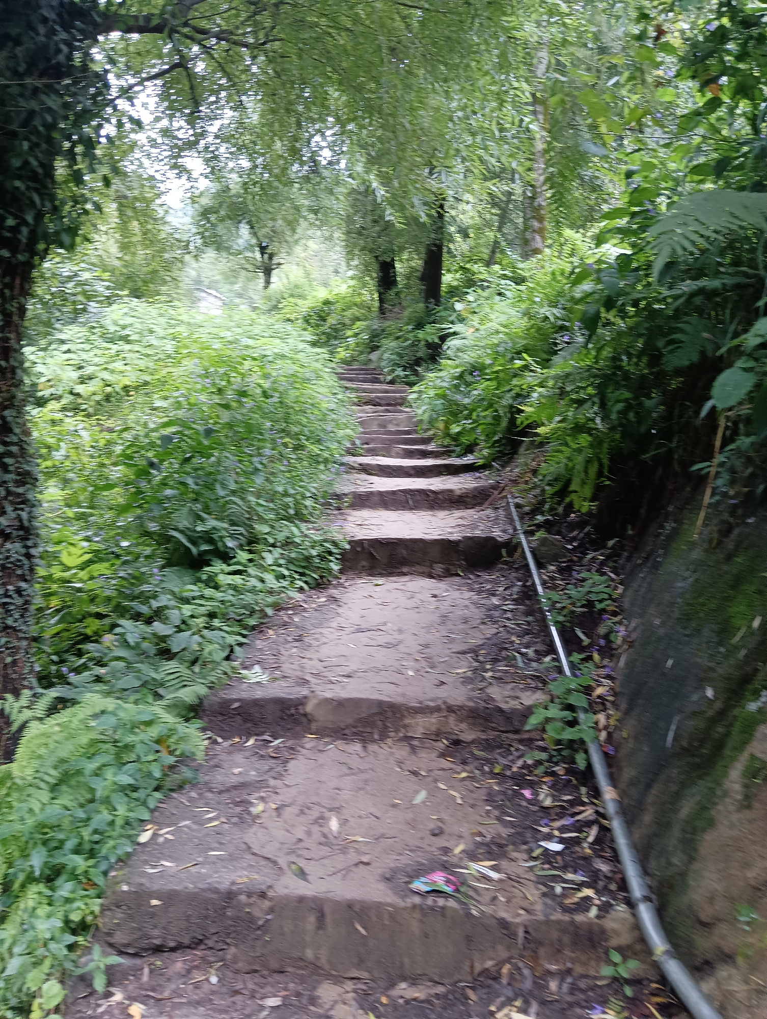A dirt path, made of stone steps, winds upwards through a lush, green forest. The steps are uneven, with some appearing worn and others more intact. The path is flanked by dense foliage, including ferns and other leafy plants, which are vibrant green and appear to be thriving in the humid environment. Sunlight filters through the canopy of trees, casting dappled shadows on the path and surrounding vegetation. A silver pipe runs along the right side of the path, near the edge of a rocky embankment. The atmosphere is serene and natural, with no visible people or man-made structures, other than the pipe. This scene is likely located in the city of Vashisht, India, known for its scenic natural beauty and spiritual sites.
