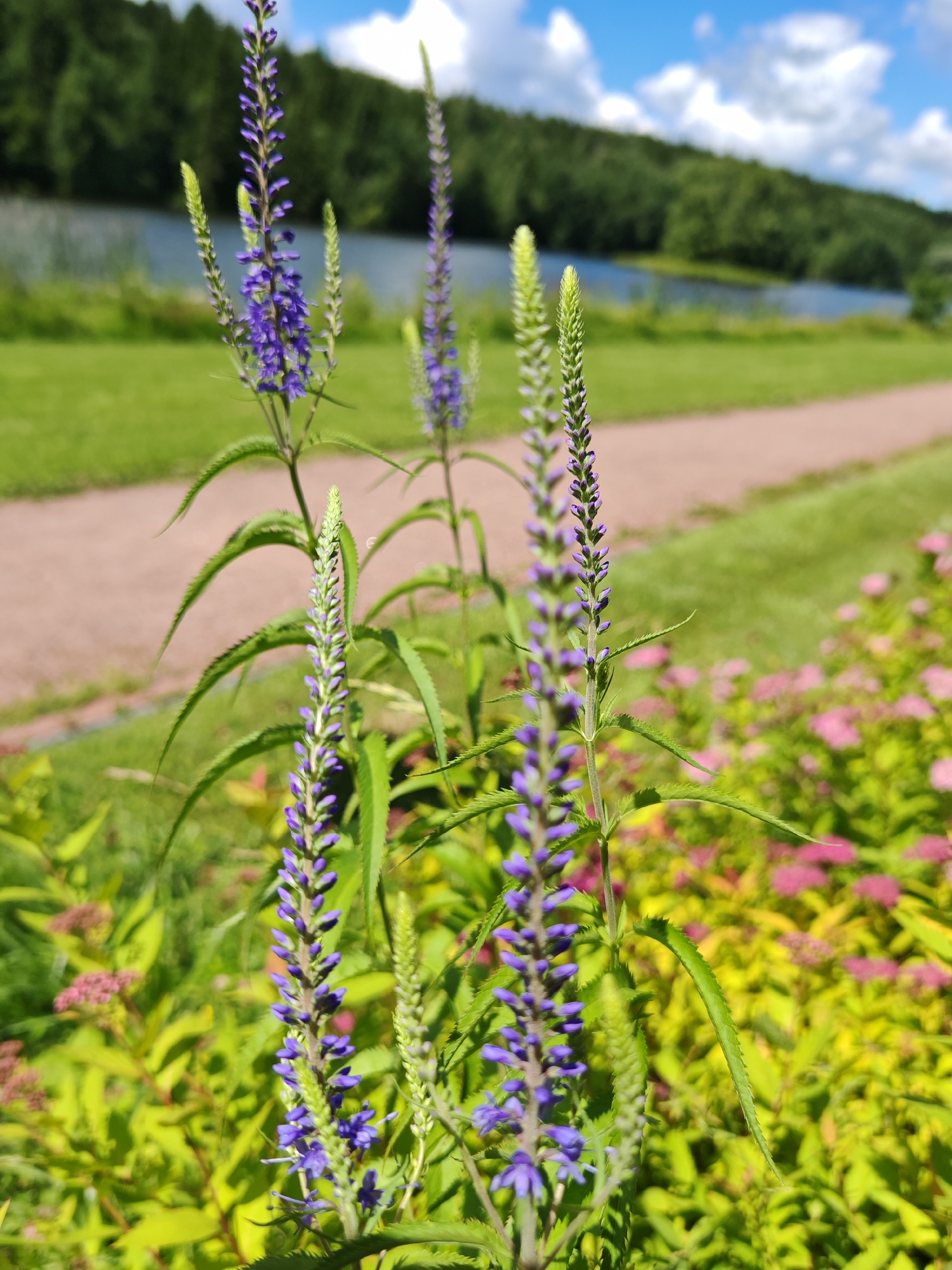A close-up shot focuses on the tall, spiky purple flowers of a Veronica plant in the foreground. These flowers have multiple small blossoms arranged along a central stem. The plant's green leaves are elongated and serrated. Behind the flowers, a blurred background reveals a park-like setting on a sunny day. The scene includes a body of water, possibly a lake, with a tree-lined shore and a light-colored path winding through a grassy area. In the distance, lush green trees create a dense forest. The sky above is a bright blue, dotted with fluffy white clouds, suggesting fair weather. The overall impression is one of a peaceful, natural landscape, likely in Angelovo, Russia, bathed in bright daylight.