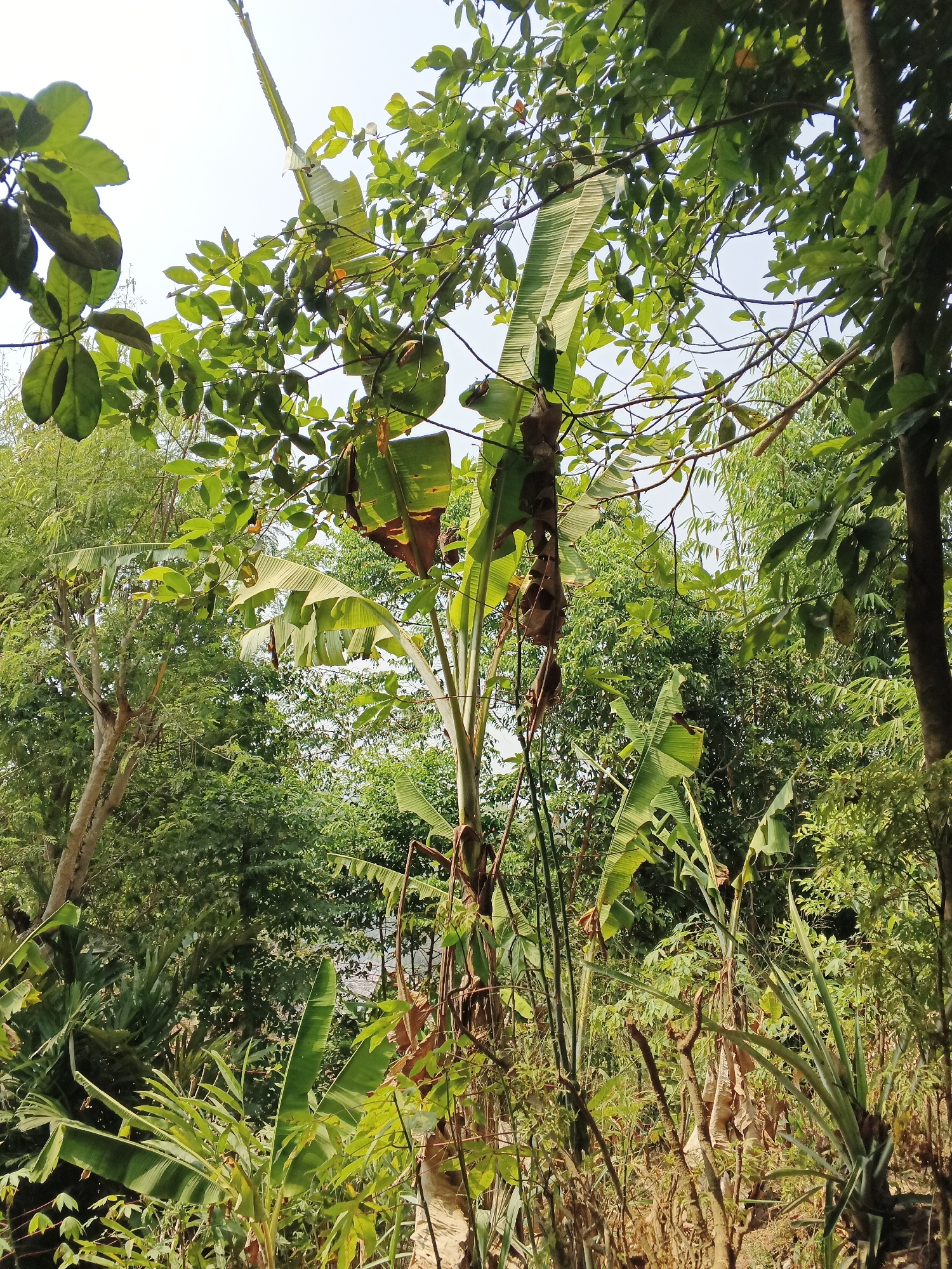 This is a vertical, eye-level, medium shot photograph taken outdoors during daylight in Warungkiara, Indonesia. The scene depicts a dense, lush forest environment with a variety of plant life. In the foreground and midground, a banana tree is prominent, its large, green leaves extending outwards. Other foliage, including what appears to be pineapple plants and bamboo, fills the lower portion of the image. The background is a wall of green trees and vegetation, with a clear sky visible in the upper left quadrant. The overall impression is one of natural abundance and growth.
