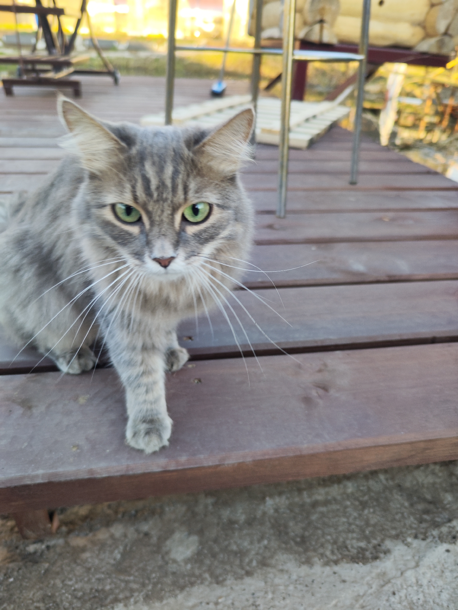 A fluffy, grey tabby cat with striking green eyes is the central subject of this outdoor photograph. The cat has distinct dark stripes on its head and body, and long, white whiskers that fan out from its muzzle. It is captured in a slightly crouched posture, facing directly towards the viewer, with one front paw extended forward as if in motion or poised.
The cat is positioned on a rustic wooden deck or set of steps, which occupies the lower and mid-ground of the image. The background is softly blurred, showcasing warm, bright light, indicative of either late afternoon or early evening. Within the blurred background, hints of metal structures, possibly outdoor furniture or a swing set, and parts of a wooden building or cabin can be discerned. The scene suggests a clear, sunny day in an outdoor, likely rural or suburban, setting. There is no visible text. The location context is Chaikovsky, Russia.