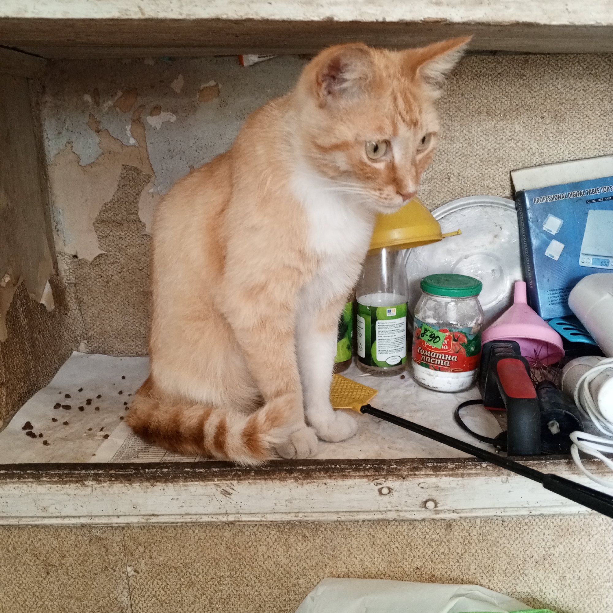 A ginger and white cat sits on a shelf, looking to the right. The cat is mostly ginger with white fur on its chest and face. Its tail is curled around its body. The shelf is cluttered with various items, including a glass jar of tomato paste with Russian text, a pink funnel, a black and red tool with wires, a rolled-up white cord, a metal lid, and a yellow object that might be a dustpan. To the left of the cat, the shelf is covered in what appears to be newspaper with dark spots. The background wall behind the cat is textured and peeling in places. To the right of the cat, a blue box with white text is visible. The lighting suggests it could be daytime, but there are no direct cues about the weather or specific time. The overall scene appears to be an indoor storage area or an unused space within a home.