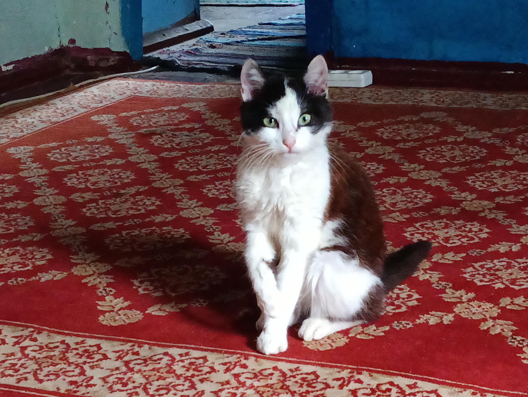 A black and white cat with green eyes sits on a red carpet patterned with beige floral motifs. The cat is facing forward, with its front paws crossed. Behind the cat, a doorway leads to a hallway with a striped rug. The walls are painted in various colors, including blue and pale green. The scene appears to be indoors, in a domestic setting.