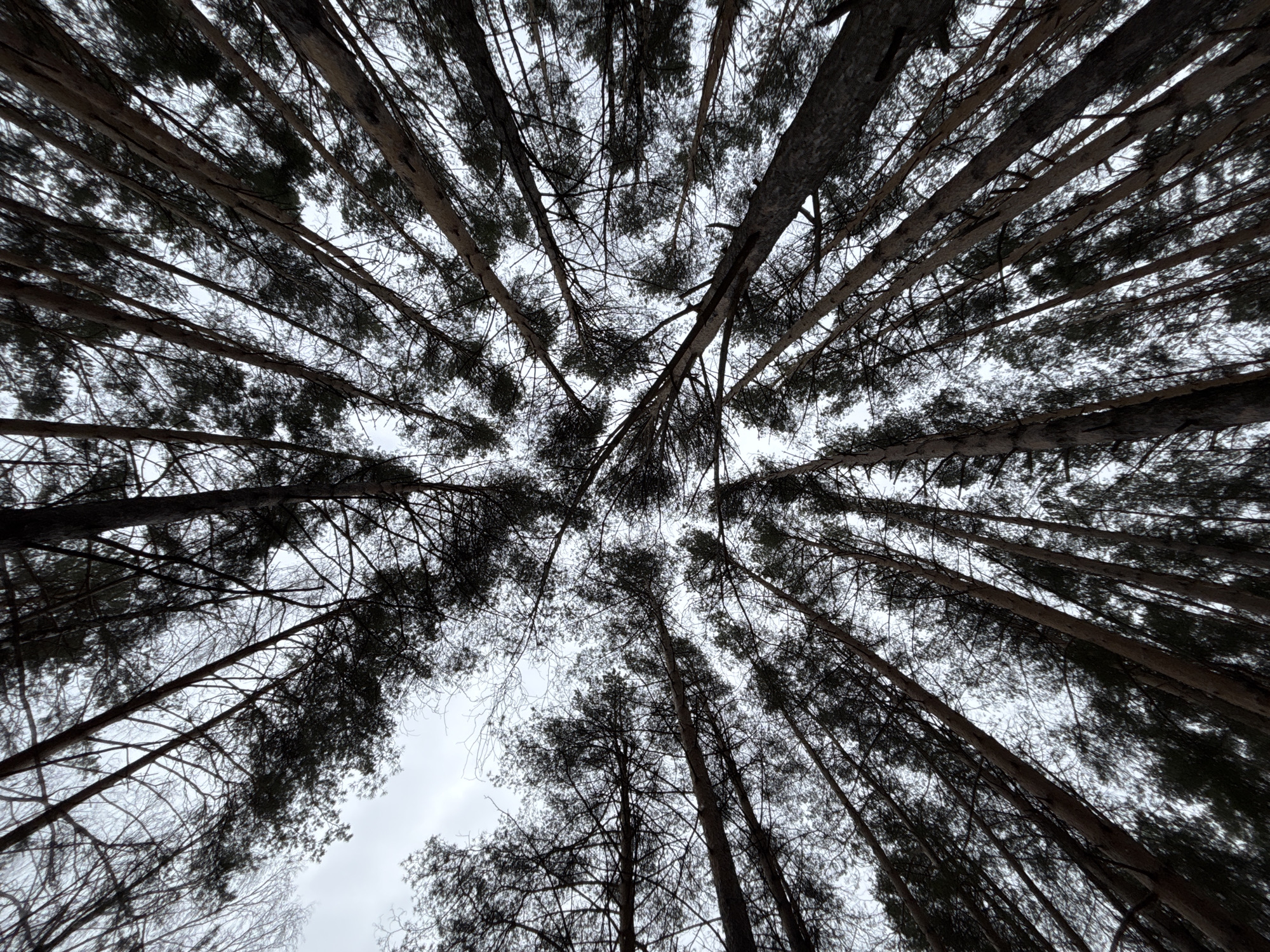A low-angle shot looking upwards through a dense forest of tall, bare trees. The tree trunks converge towards the center of the image, creating a radial pattern against a grey overcast sky. Fine branches interweave, obscuring much of the sky. The location is stated as Chaikovsky, Russia. No people, subjects, objects, actions, or interactions are visible. The environment is a forest under an overcast sky.