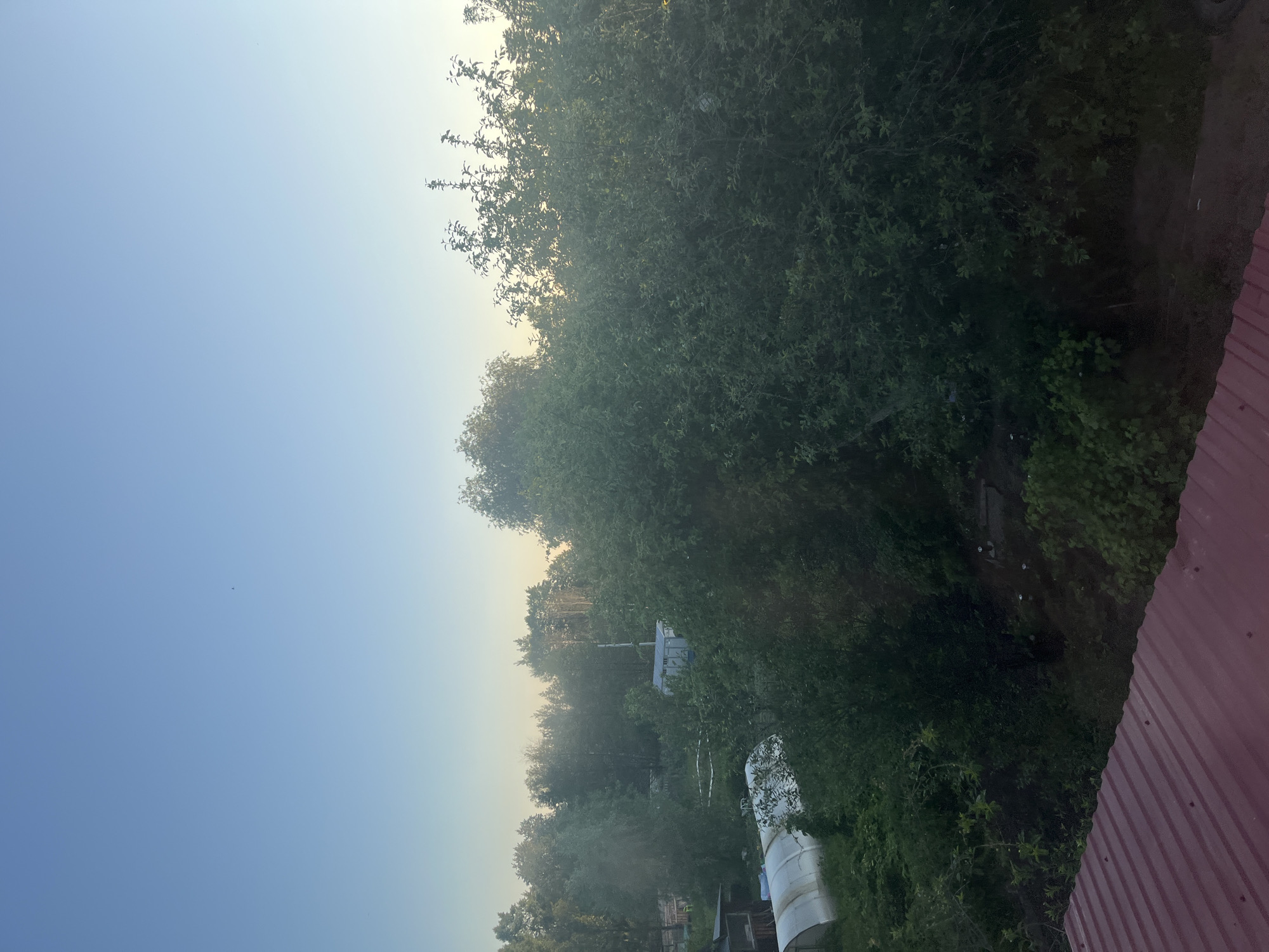 The image shows a view of a backyard in Chaikovsky, Russia, at either sunrise or sunset, indicated by the soft light and clear, pale blue sky. In the foreground, a corrugated red metal roof is visible at an angle. The midground features dense green foliage and trees, with a white arched greenhouse structure on the left side. Behind the trees, a light-colored portable building or shed is visible. The background consists of a treeline and the expansive sky, with a faint haze near the horizon. There are no people or animals present in the scene. The overall impression is one of a rural or semi-rural setting bathed in natural light.