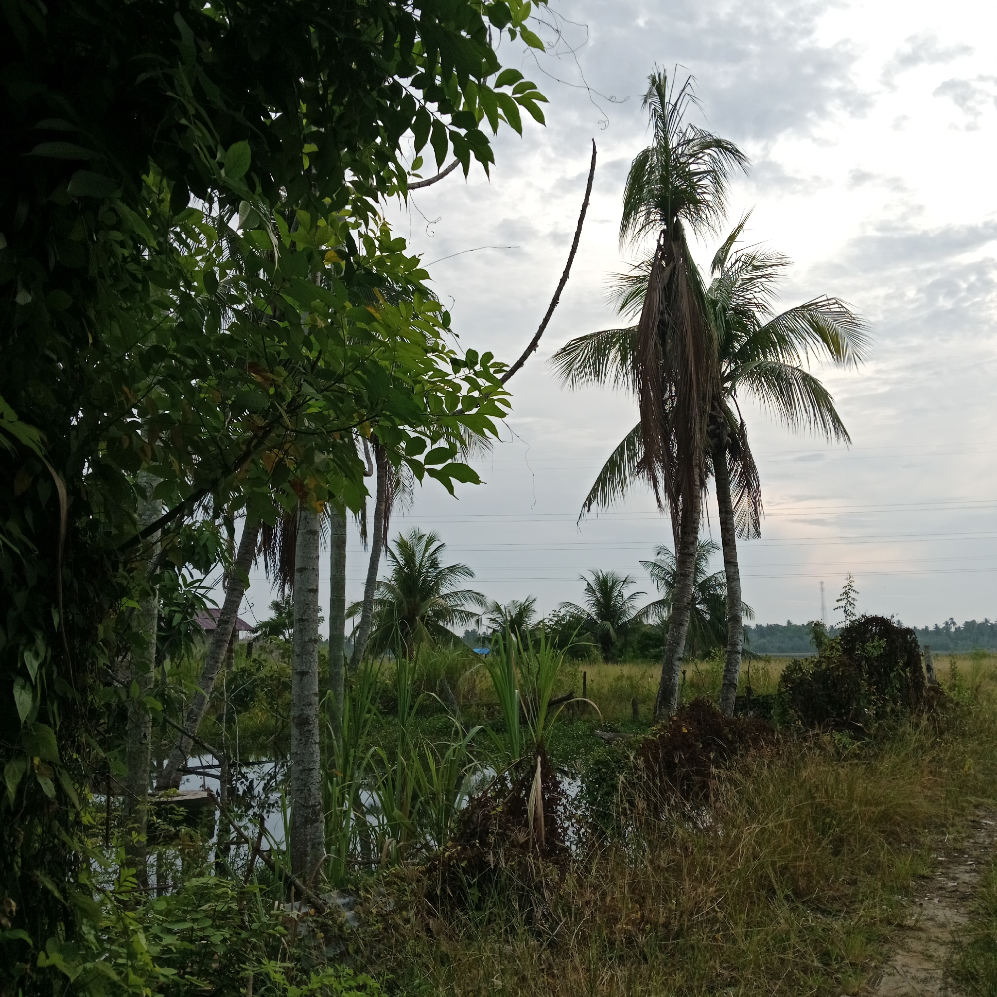 The image depicts an outdoor scene with lush vegetation, coconut trees, and a cloudy sky. In the foreground, dense green foliage and branches of a tree partially obscure the view. Beyond this, several tall coconut trees with their fronds are visible, some appearing dry and sparse. A body of water, possibly a small canal or pond, is present, with reeds and other aquatic plants growing along its edge. Further in the background, more coconut trees and greenery are seen, along with a distant treeline. Overhead, power lines stretch across the sky, and a cell tower is faintly visible on the horizon. The overall lighting suggests it might be early morning or late afternoon, given the overcast sky. There are no people or animals in the frame. The environment suggests a rural or semi-rural tropical setting.