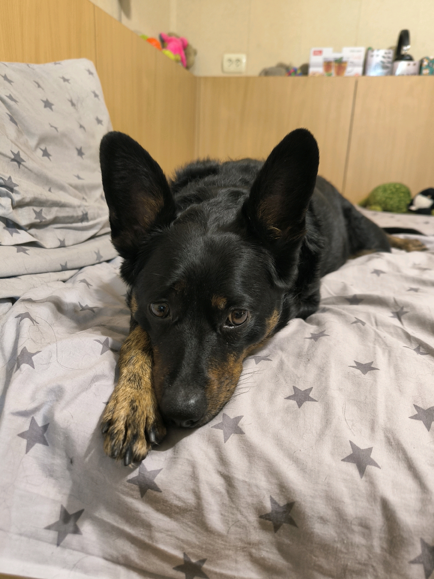 A black and tan dog with large ears lies on a bed with a grey star-patterned comforter. The dog's head is resting on its paw. In the background, there is a wooden headboard with some items on a shelf, including what appear to be toys and books. The scene is indoors, and there are no specific details to indicate a location within the city of Mykolaiv, Ukraine.