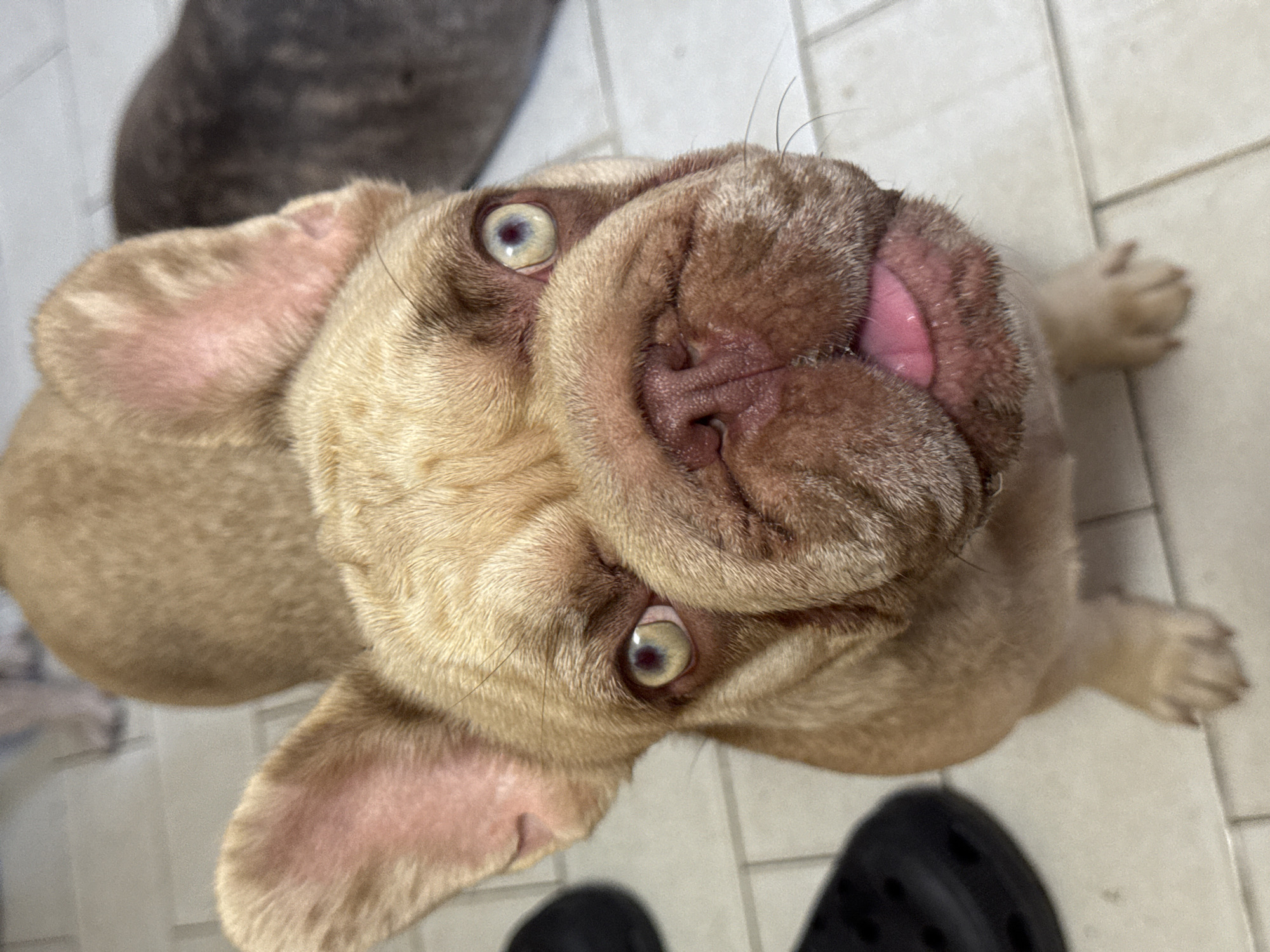 The media file features a close-up, overhead shot of a tan-colored French Bulldog. The dog's head is tilted upwards, with its mouth slightly open, revealing a pink tongue. Its eyes are wide and looking directly at the camera, displaying a light blue iris with a darker pupil. The dog's ears are large and floppy, with one ear positioned higher than the other. The background consists of a tiled floor, with a dark, blurred object, possibly another pet, visible in the upper left corner. The lighting suggests it is daytime. The overall impression is one of curiosity and playfulness from the dog. There is no visible text in the image. The location context of San Benedetto del Tronto, Italy, is provided but not visually evident in the image itself.