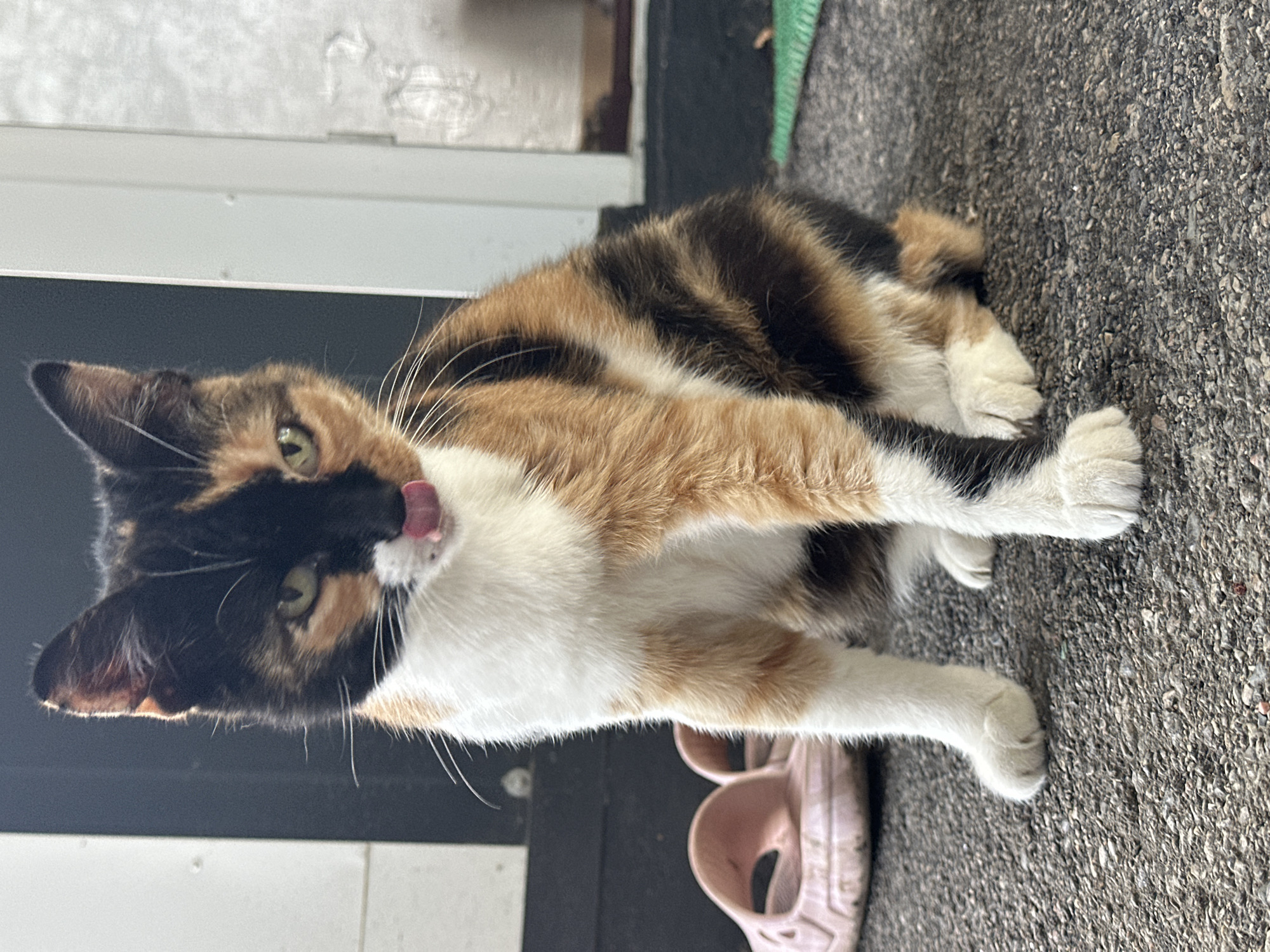 A calico cat with white, orange, and black fur is sitting on an asphalt surface, facing the camera. The cat's tongue is sticking out, suggesting it is grooming or licking its lips. Behind the cat, to the left, are a pair of pink slide sandals. The background consists of a dark doorway and a white column. The lighting suggests it is daytime, with sunlight casting shadows. The scene appears to be outdoors, possibly on a porch or patio. There is no indication of the location in Yessentuki, Russia.