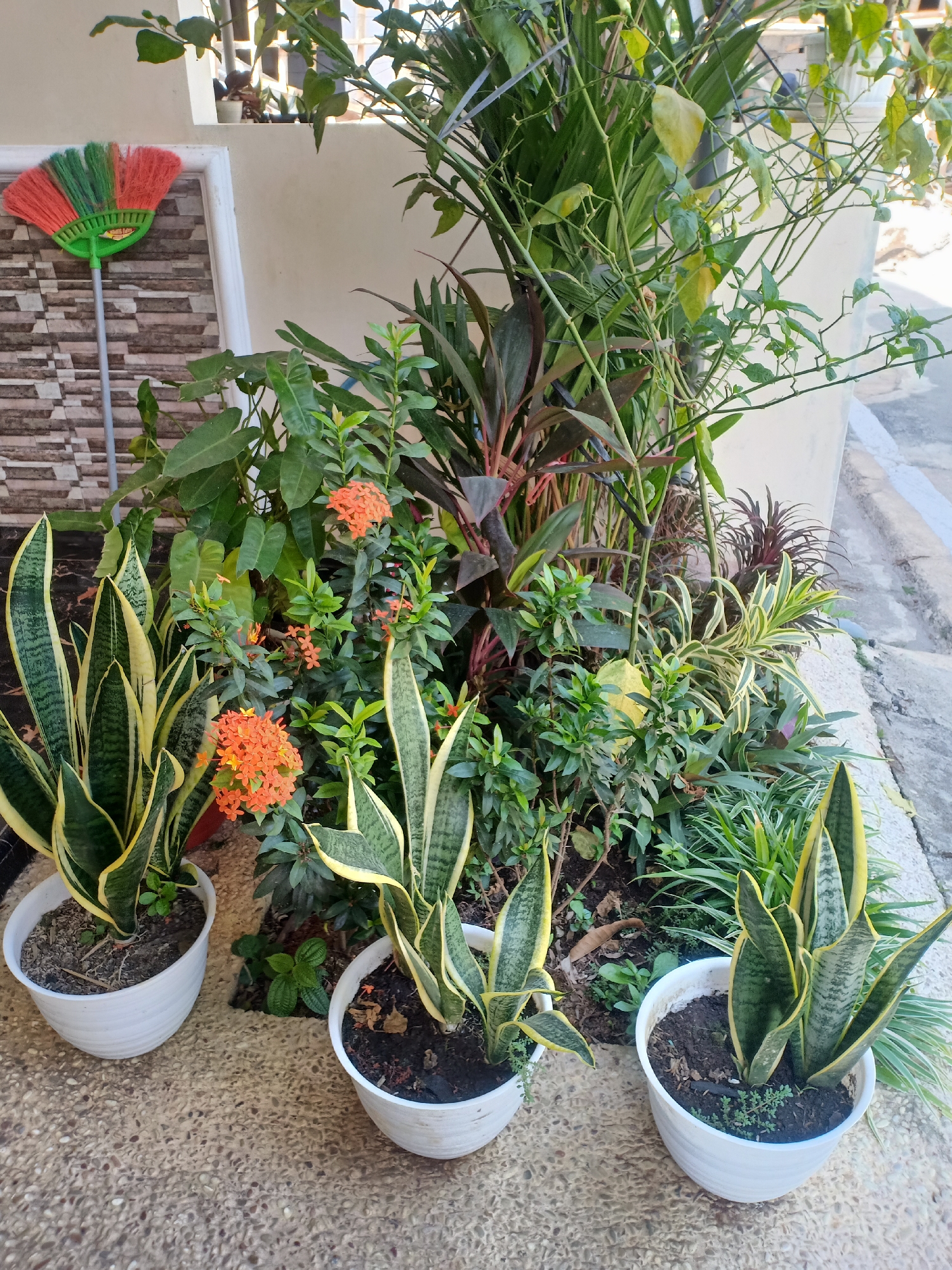 The image depicts a garden bed situated outdoors, likely in Semarang, Indonesia, given the tropical flora. The foreground features three potted Snake Plants (Sansevieria trifasciata) in white plastic pots, arranged on a textured, speckled ground surface composed of small pebbles and concrete. Behind the Snake Plants, a variety of other plants are visible, including an Ixora plant with clusters of small orange flowers, and several leafy green plants with darker, reddish-purple foliage. Further back, a tall, spindly plant with thin stems and small leaves is present, suggesting it might be a type of chili pepper plant. To the left of the Snake Plants, a broom with a green handle and red and green bristles is leaning against a wall with a textured, brick-like pattern. The background consists of a pale, weathered wall and a glimpse of a paved walkway or street. The overall scene is well-lit, suggesting daytime conditions.