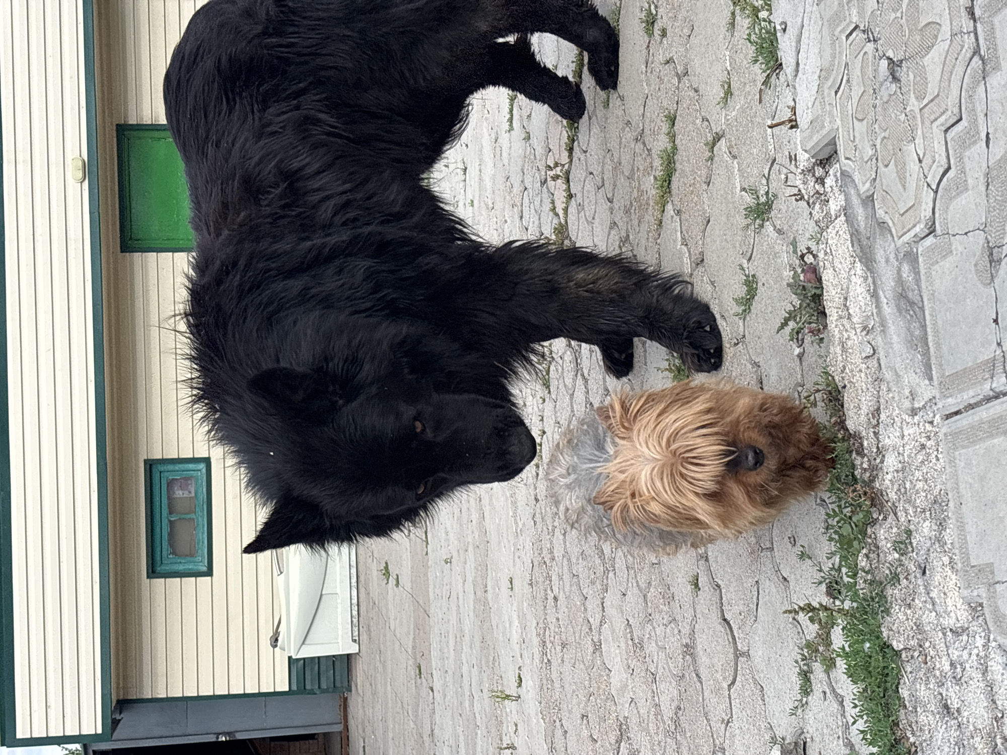 In Atbasar, Kazakhstan, a large black dog with shaggy fur stands on a paved surface, its head lowered towards a small, tan Yorkshire terrier. The Yorkshire terrier, with its face mostly obscured by its long, blonde hair, is facing the larger dog. Behind them, a light-colored building with horizontal siding and green trim is visible. A small green-framed window is on the left side of the building, and a green door is on the right. In front of the building, a white, bathtub-like object rests on the ground. The ground is a mixture of interlocking pavers and patches of green weeds.