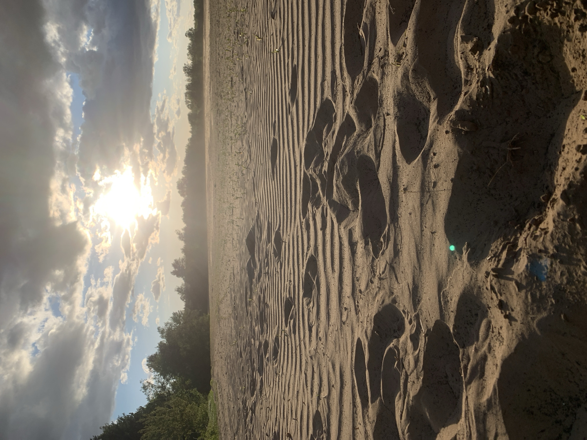 The image shows a sand field with visible rows and footprints, possibly located in or near Varviškė, Lithuania. The foreground has deeper, shadowed footprints, while the background shows rows of tilled sand with sparse vegetation. Trees line the horizon. The sun is visible through the clouds.