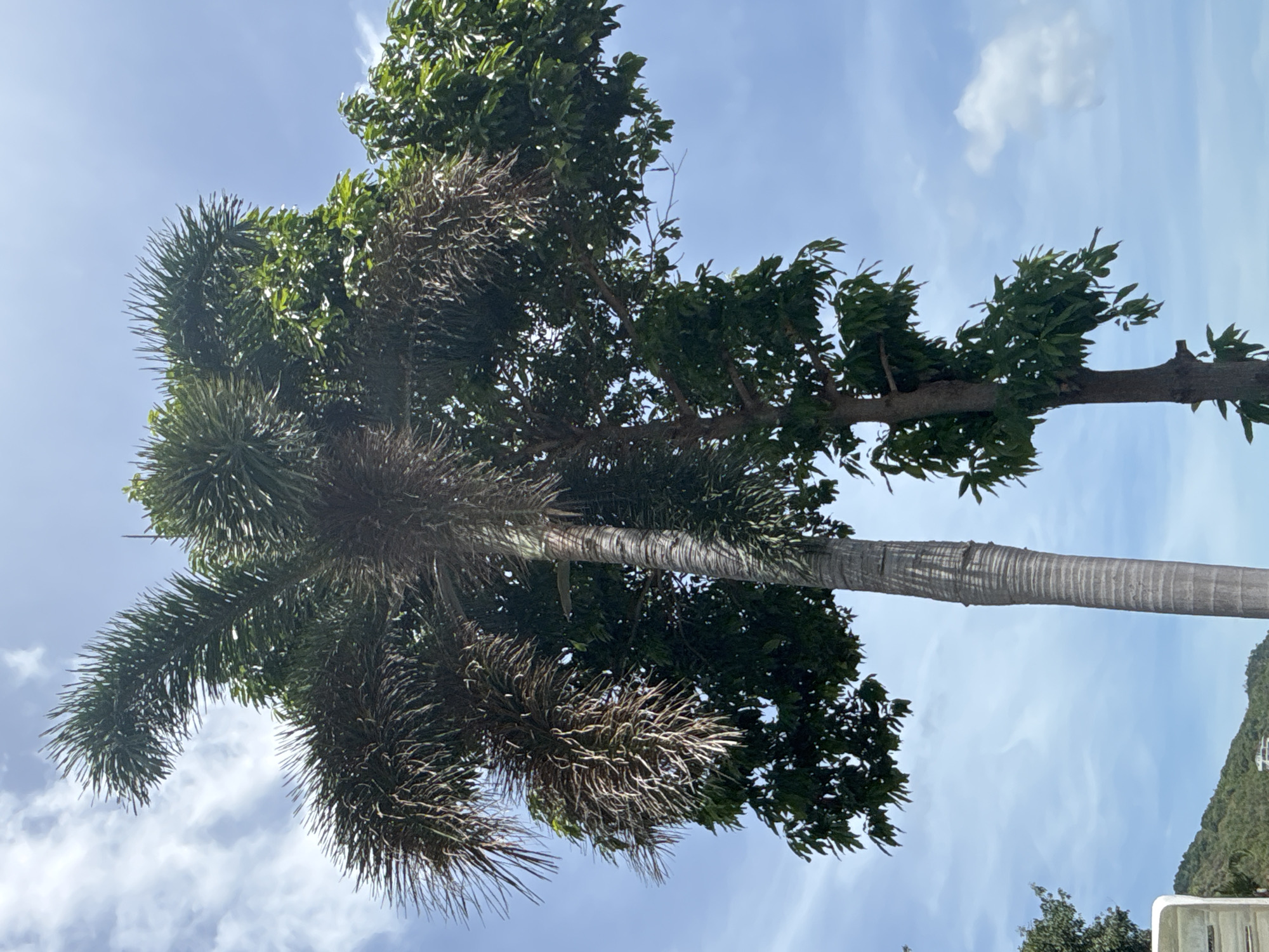 A low-angle shot of two trees against a blue, slightly cloudy sky. The tree on the left is a palm tree with spiky fronds and a textured trunk. The tree on the right has leafy branches. The photograph was taken in บ้านบางรักษ์, Thailand.