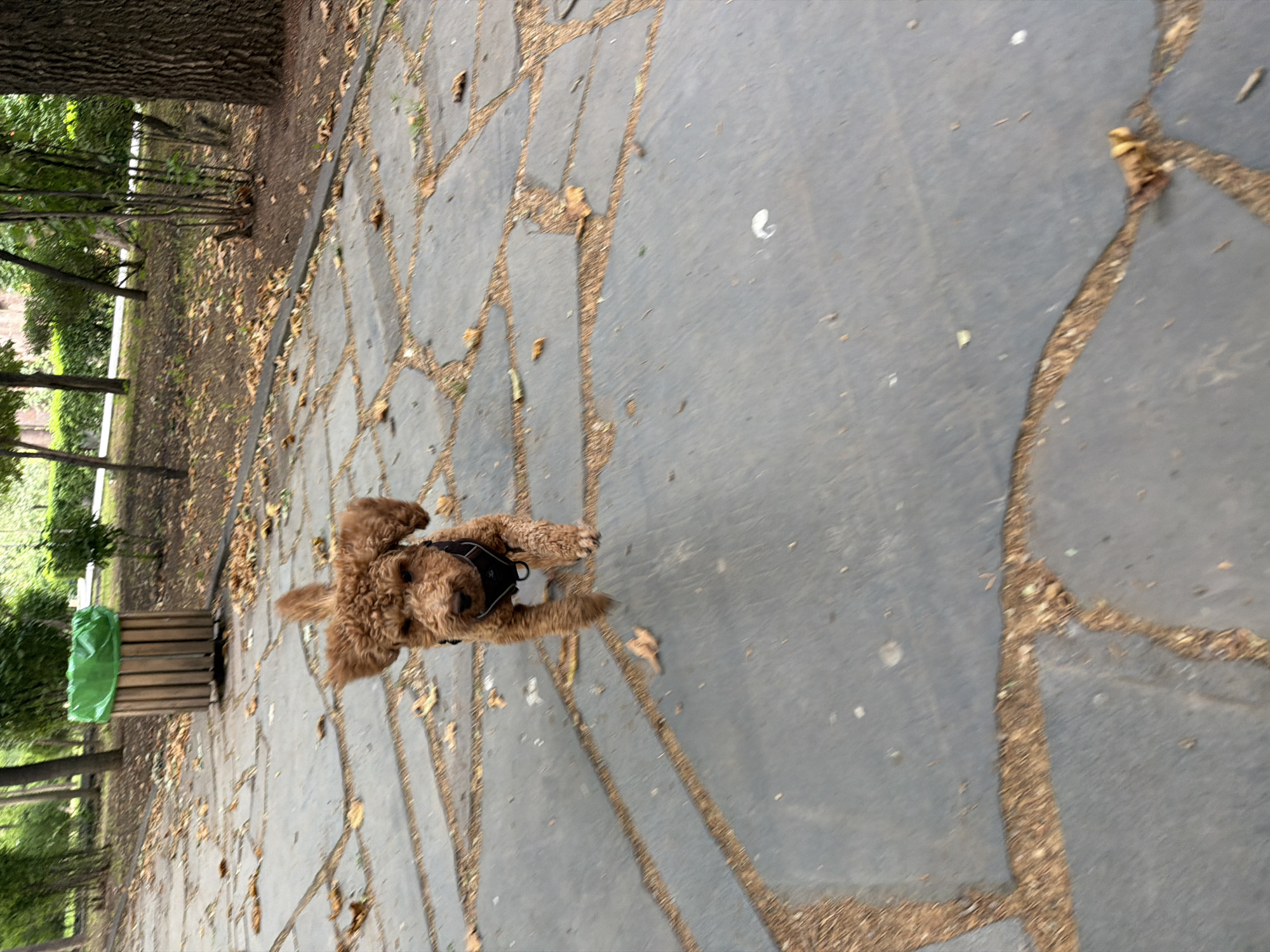An outdoor, eye-level, medium shot captures a small, curly-haired, reddish-brown dog in mid-air, as if jumping or running on a stone-paved pathway. The dog is wearing a black harness and appears to be moving towards the viewer, with its ears flopped back and its body angled slightly to the left. The pathway is made of irregular, large stone slabs with visible gaps filled with brown material, possibly dirt or mulch. Scattered fallen leaves, predominantly brown and orange, are present on the pathway and the surrounding ground. The background shows a park-like setting with trees, some with visible bark, and lush green foliage. A wooden trash can with a green liner is visible to the left of the dog. The lighting suggests it is daytime, with soft shadows. The overall image has a slightly blurred effect, particularly around the dog, suggesting motion. The location is identified as Unknown, Unknown.