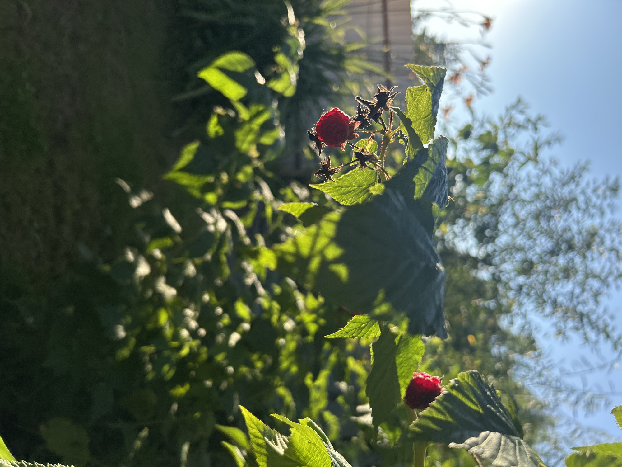 A close-up shot captures a raspberry bush under a bright, clear sky in the city of Kalitsino, Russia. Two ripe raspberries, a deep red hue, hang from branches adorned with green leaves. The sun's rays backlight the foliage, creating a soft glow and casting shadows on the surrounding grass and vegetation. In the background, a wooden fence and the faint outline of trees are visible. The image is a still life of nature's bounty, highlighting the vibrant colors of the raspberries and the lush greenery of the bush.