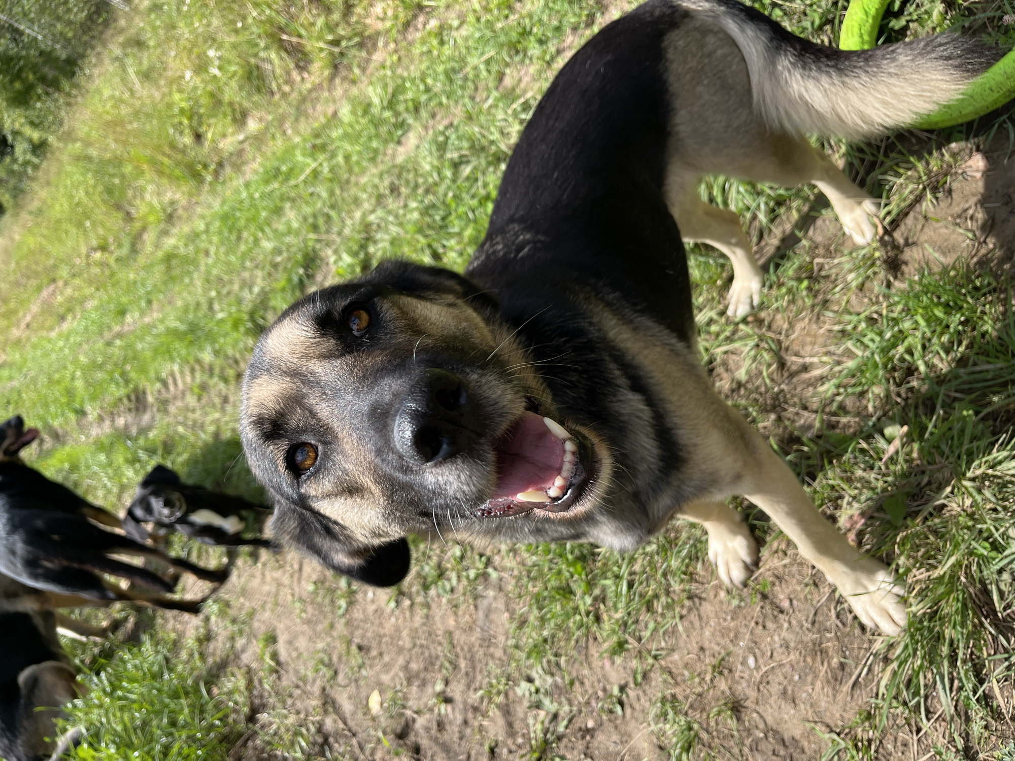 A medium-sized dog with tan and black fur is shown in a close-up, eye-level shot outdoors. The dog's mouth is open, revealing its teeth and pink tongue. Its eyes are brown and alert. The background shows a dirt path with green grass on either side. In the distance, other dogs are visible, including a smaller black dog. The scene appears to be a rural or park-like setting. The location is specified as Nizhny Tagil, Russia.