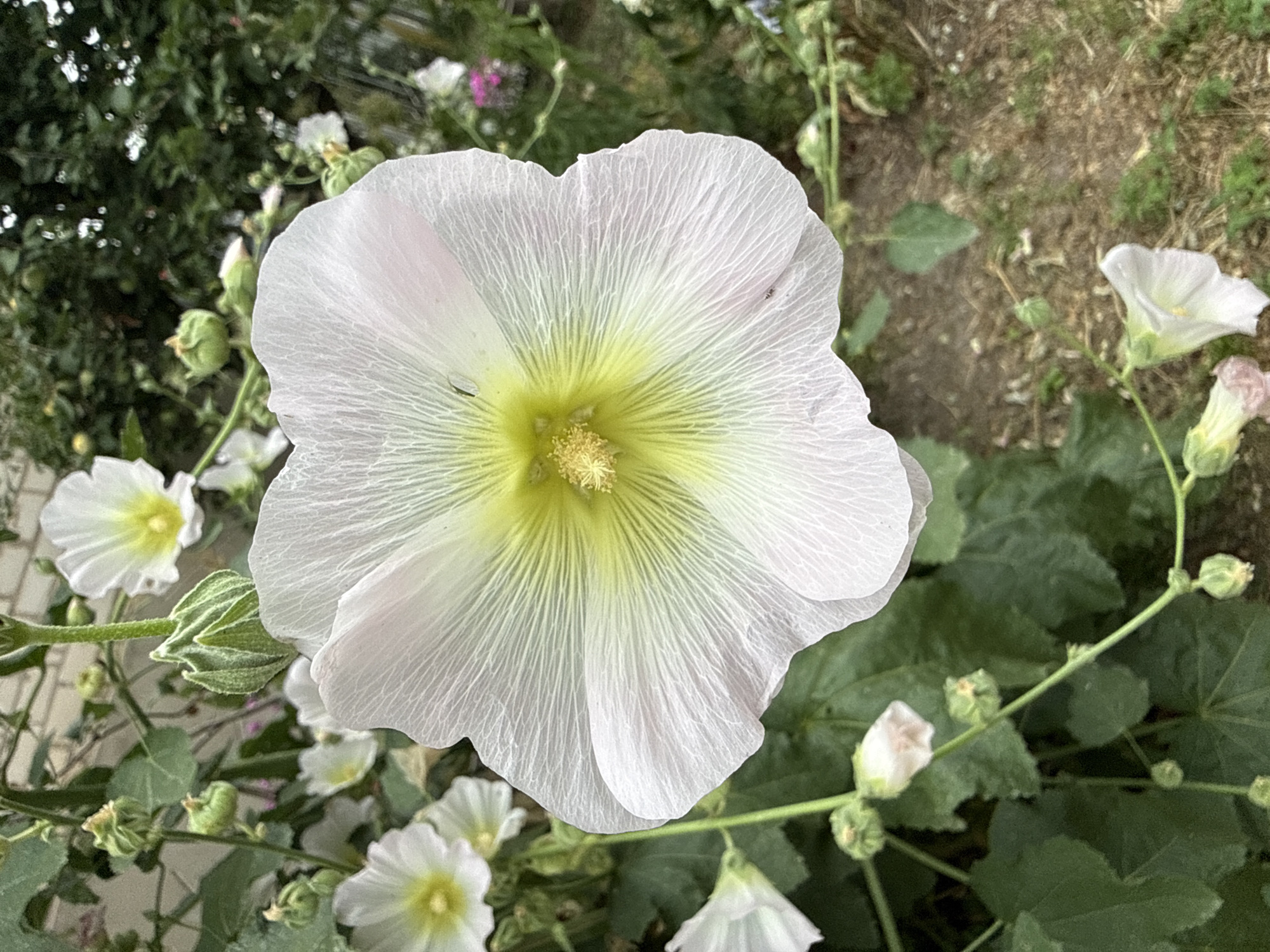 A close-up, vertical shot shows a large, pale pink hollyhock flower in full bloom. The flower's center is a bright yellow-green, with delicate, translucent petals radiating outwards. The petals have a fine, textured pattern. Several smaller, less developed hollyhock buds and flowers are visible in the background, along with lush green foliage. The ground below is covered in dry earth and a few scattered green plants. The image appears to be taken outdoors in a garden setting, possibly in Tekeli, Kazakhstan, given the prompt. There are no people or animals present.