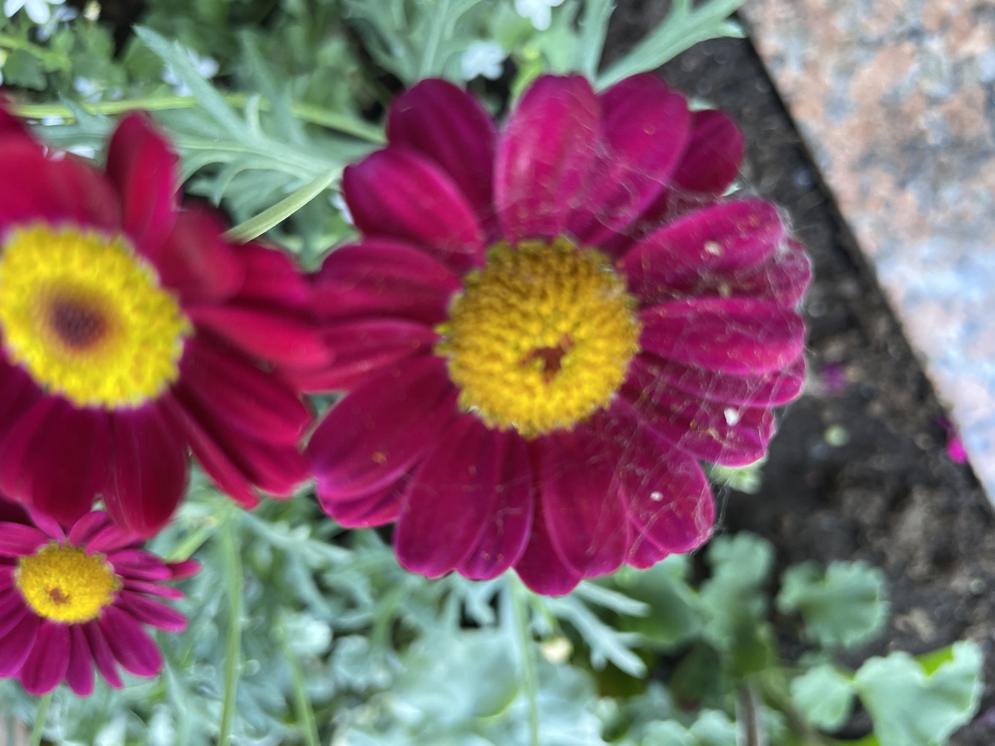 This media file showcases a close-up, slightly blurred view of several magenta daisies with yellow centers, set against a backdrop of muted green foliage. The primary subject is a large, central daisy, its petals appearing almost velvety and speckled with fine, white strands, possibly cobwebs. To the left, another similar daisy is partially visible, and a smaller one is in the lower left quadrant. The overall scene is outdoors, with hints of dark soil and a textured, possibly stone, border in the upper right corner. The lighting suggests it could be daytime, with no strong shadows indicating direct sunlight. The setting appears to be a garden or a planter, possibly in a temperate climate. No people, text, or specific events are depicted. The focus is entirely on the delicate detail of the flowers and their immediate surroundings. The location context provided is Saint Petersburg, Russia.