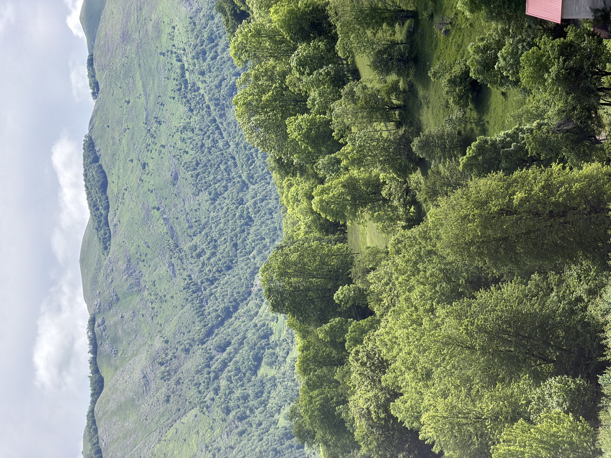 The image displays a vibrant, mountainous landscape in Miloševići, Montenegro, captured on a bright, partially cloudy day. The scene is dominated by lush green foliage, with a large, steep mountain or hill stretching across the left and center of the frame. The slopes are densely covered in trees, appearing as a thick, undulating carpet of green. In the foreground and middle ground, the trees exhibit lighter, brighter shades of green, suggesting fresh growth or specific tree types, and some individual tree crowns are clearly discernible. Further back, on the mountain slopes, the forest appears denser and a darker, more uniform green, indicating distance and possibly older growth.
The sky, visible on the left, is light grey with scattered white clouds, suggesting an overcast but clear day. A small, reddish-brown rooftop of a building or house is visible in the upper right corner, partially obscured by trees, hinting at human presence within this natural setting. The overall impression is one of untouched nature, expansive and tranquil, with no human activity or visible text. The lighting suggests it is daytime, likely morning or afternoon, with soft, diffused light highlighting the various textures of the trees and mountains.