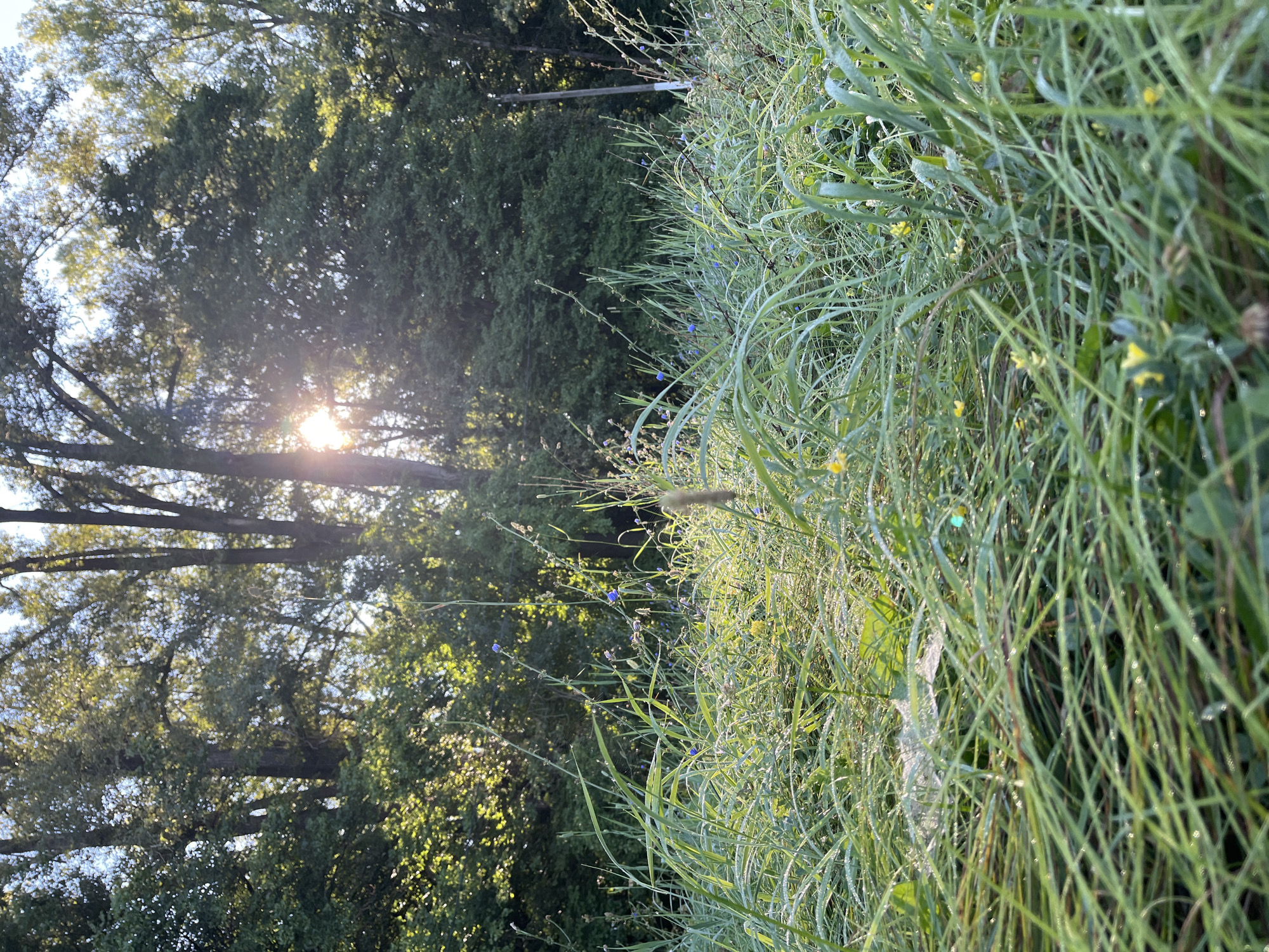 This is a low-angle, close-up shot of a grassy meadow at dawn. The dew-covered blades of grass dominate the foreground, appearing lush and vibrant green. Tiny yellow wildflowers are scattered amongst the grass, and a few delicate blue flowers also dot the scene. In the background, a dense forest of trees stands tall, with the sun's rays piercing through the leaves, creating a bright, hazy effect and casting long shadows. The light suggests an early morning or late afternoon setting. The image captures a natural, serene environment, likely a park or undeveloped area within Blagoveshchensk, Russia, given the context. No people or animals are visible in the frame.