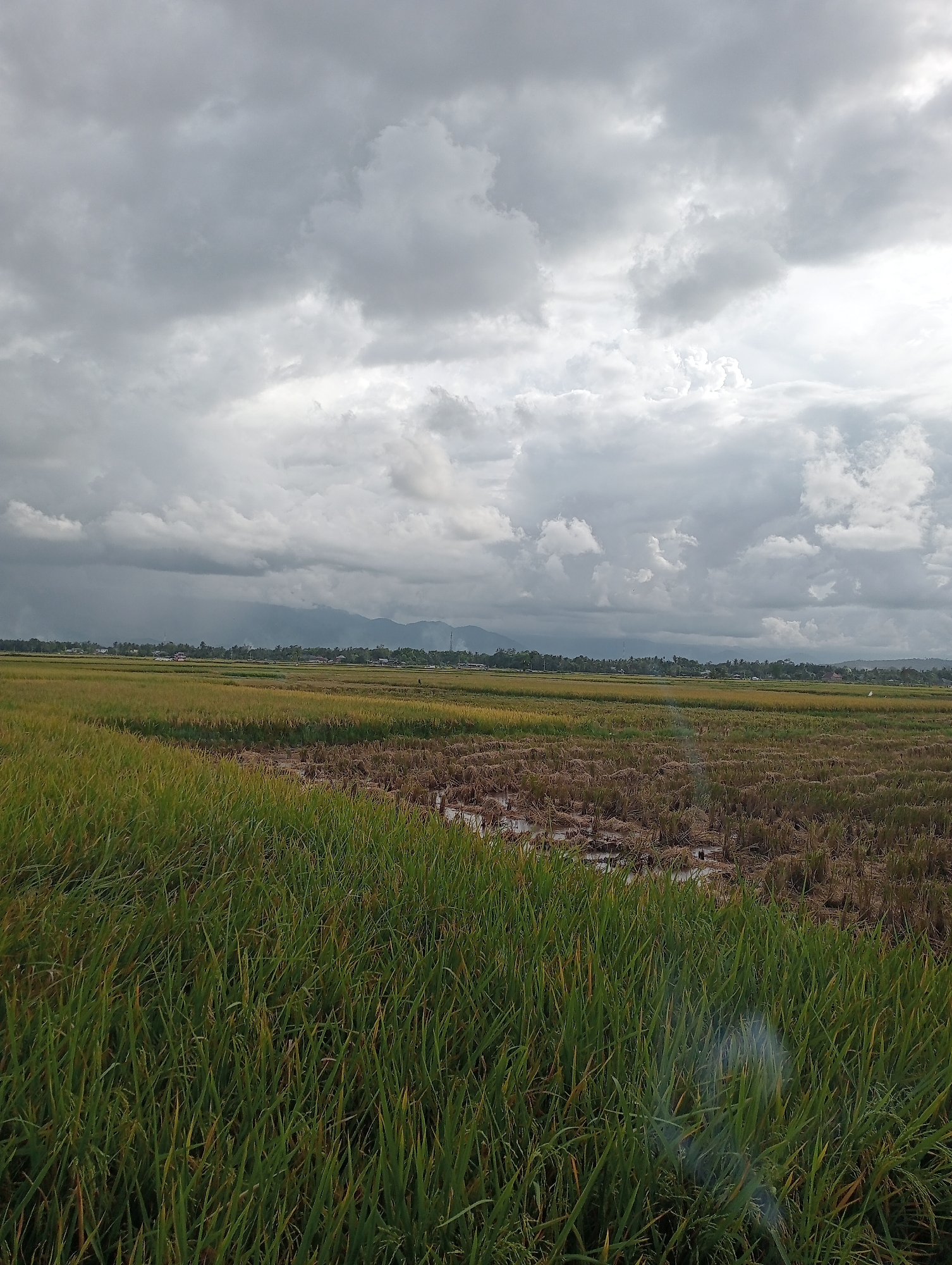 The image depicts a landscape dominated by rice fields in Meunasahlancok, Indonesia, under a cloudy, overcast sky. The foreground shows lush, green rice plants, transitioning into harvested fields with brown stubble and standing water. In the midground, more rice fields extend towards the horizon, where a line of trees and buildings indicates a village or town. Distant mountains are faintly visible under the cloud cover. No people are distinctly visible, but there are structures like electrical towers and houses indicating the presence of human habitation.