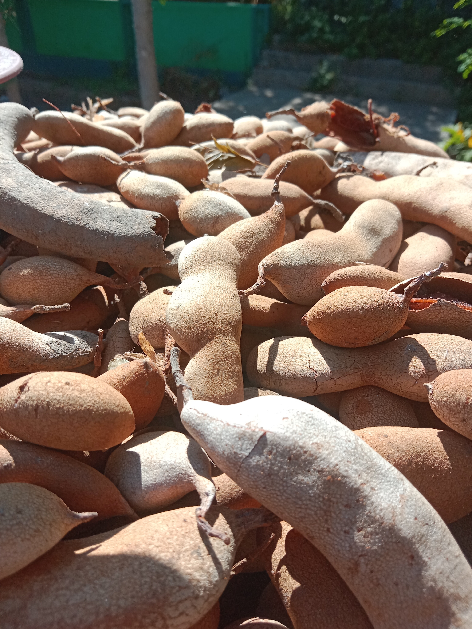 In Lemahkembar, Indonesia, a close-up, eye-level shot captures a pile of tamarind pods, their rough, brown shells cracked and textured. Some pods are whole, while others have split open, revealing the dark, fibrous pulp within. The tamarinds are arranged haphazardly, suggesting they have been recently harvested or are awaiting processing. The natural light casts distinct shadows across the pods, highlighting their uneven surfaces and the rich, earthy tones. In the background, out of focus, a vibrant green planter box and lush foliage suggest a garden or outdoor setting, characteristic of Indonesian landscapes. The overall impression is one of abundance and the raw, natural state of the fruit.