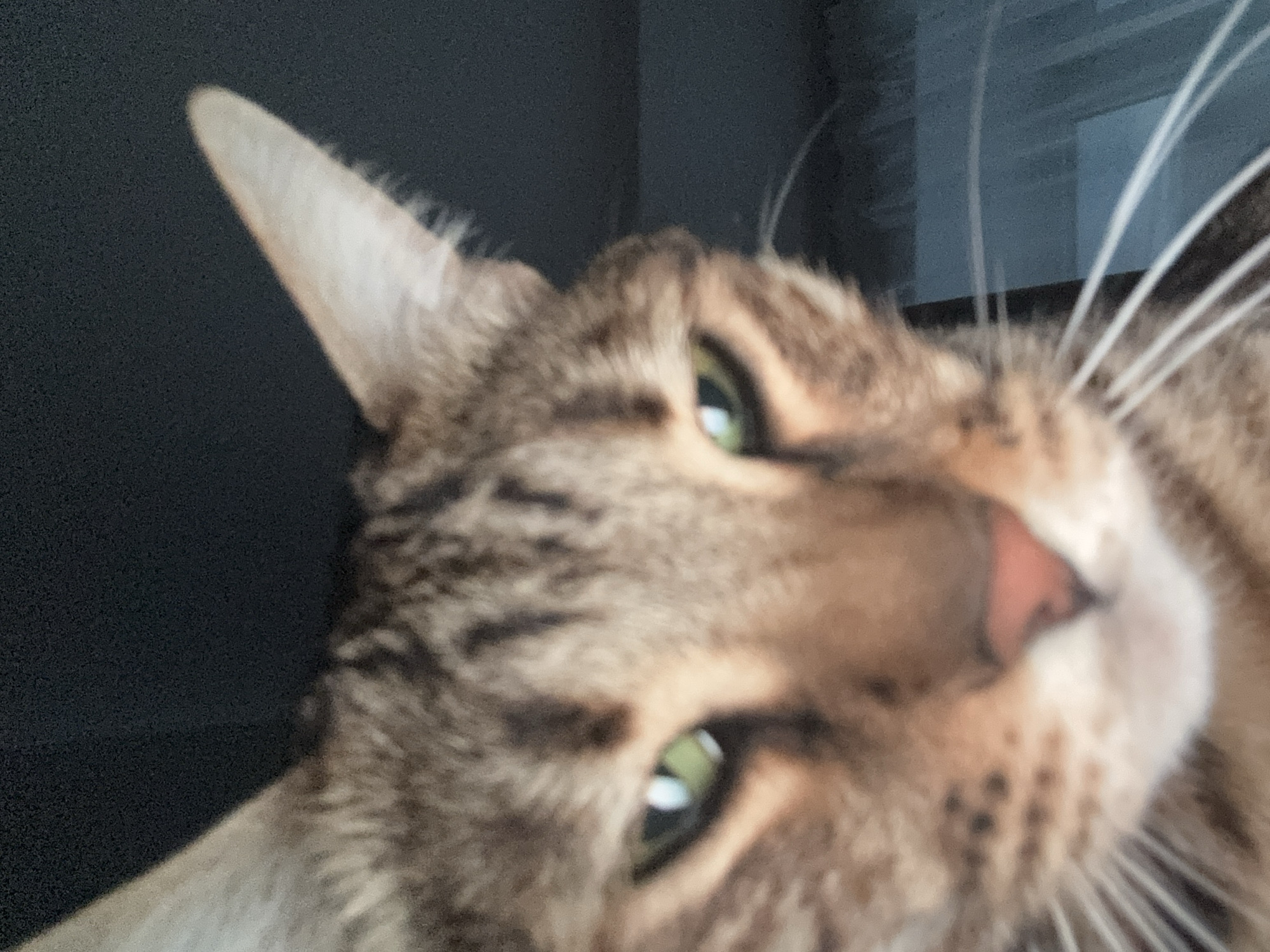 A close-up, slightly blurred photograph depicts a brown tabby cat with green eyes and a pink nose. The cat's face fills the majority of the frame, with a dark gray or black background partially visible on the left. The cat is angled, with its left ear appearing prominently on the left side of the frame. Long white whiskers are visible on the right side of its face. There is no discernible information in the image that would identify a specific location in Votkinsk, Russia.