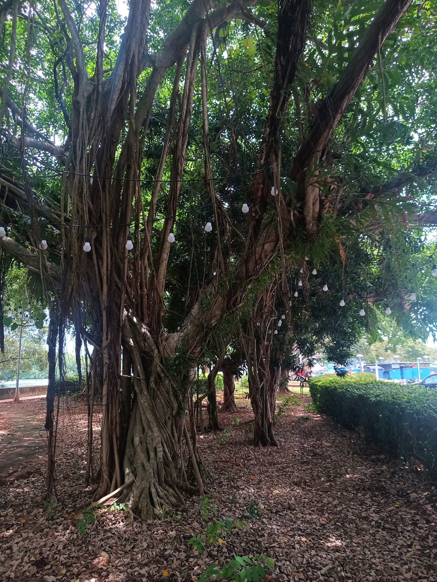 This is a photograph of a large banyan tree with exposed roots and aerial roots hanging down. The tree is decorated with a string of white, globe-shaped lights. The ground beneath the tree is covered with fallen leaves. In the background, there is a row of trimmed green bushes and a body of water. The scene appears to be a park or garden within the city of Pak Nam, Thailand, judging by the lush tropical foliage. The lighting suggests it is daytime, likely with dappled sunlight filtering through the tree canopy. No people are visible in the frame.