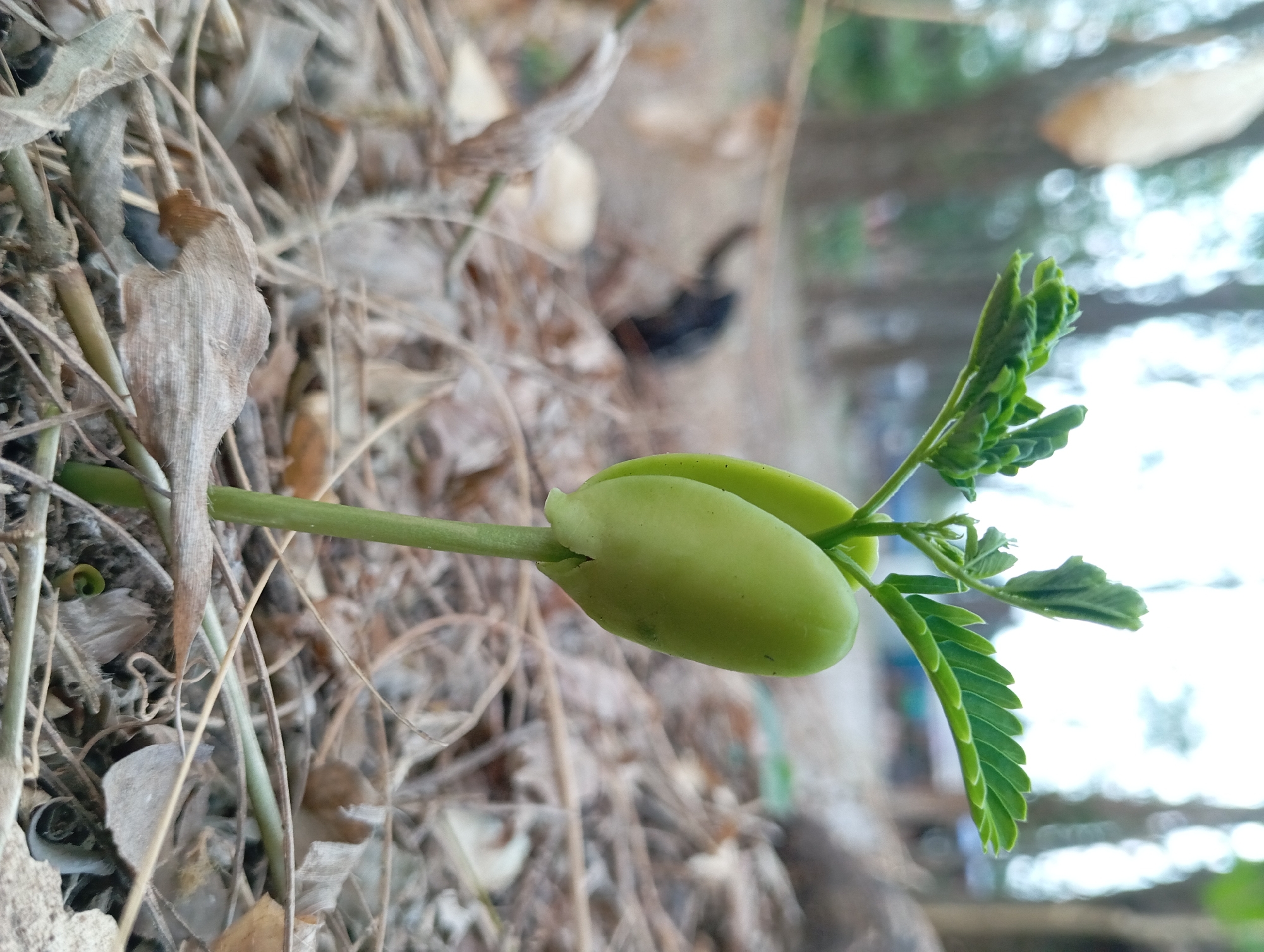A young plant emerges from the dry earth, its stem a vibrant green against the muted tones of fallen leaves and twigs. Two light green cotyledons, still plump with stored energy, form the base of the seedling, from which a delicate stem rises. At the apex, a pair of compound leaves unfurl, their small, serrated leaflets reaching towards the light. The background is blurred, hinting at a natural environment with trees and dappled sunlight. The scene is captured from a low angle, emphasizing the seedling's vulnerability and its determined growth.