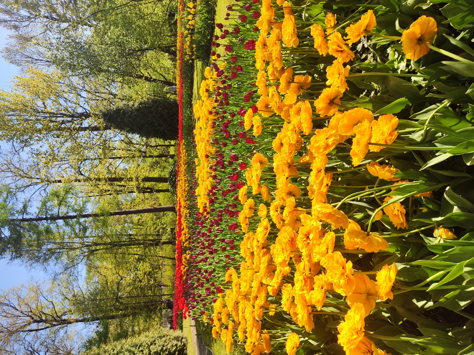The image shows a flowerbed in a park, most likely in Saint Petersburg, Russia. The flowerbed features rows of tulips in three colors: yellow, red, and a darker reddish-purple. The yellow tulips are in the foreground and appear to be double-petaled. The red and purple tulips are arranged in parallel rows behind the yellow ones. Behind the flowerbed, there's a line of trees with green foliage, suggesting springtime. The sky is visible through the trees, and the overall lighting suggests a sunny day.