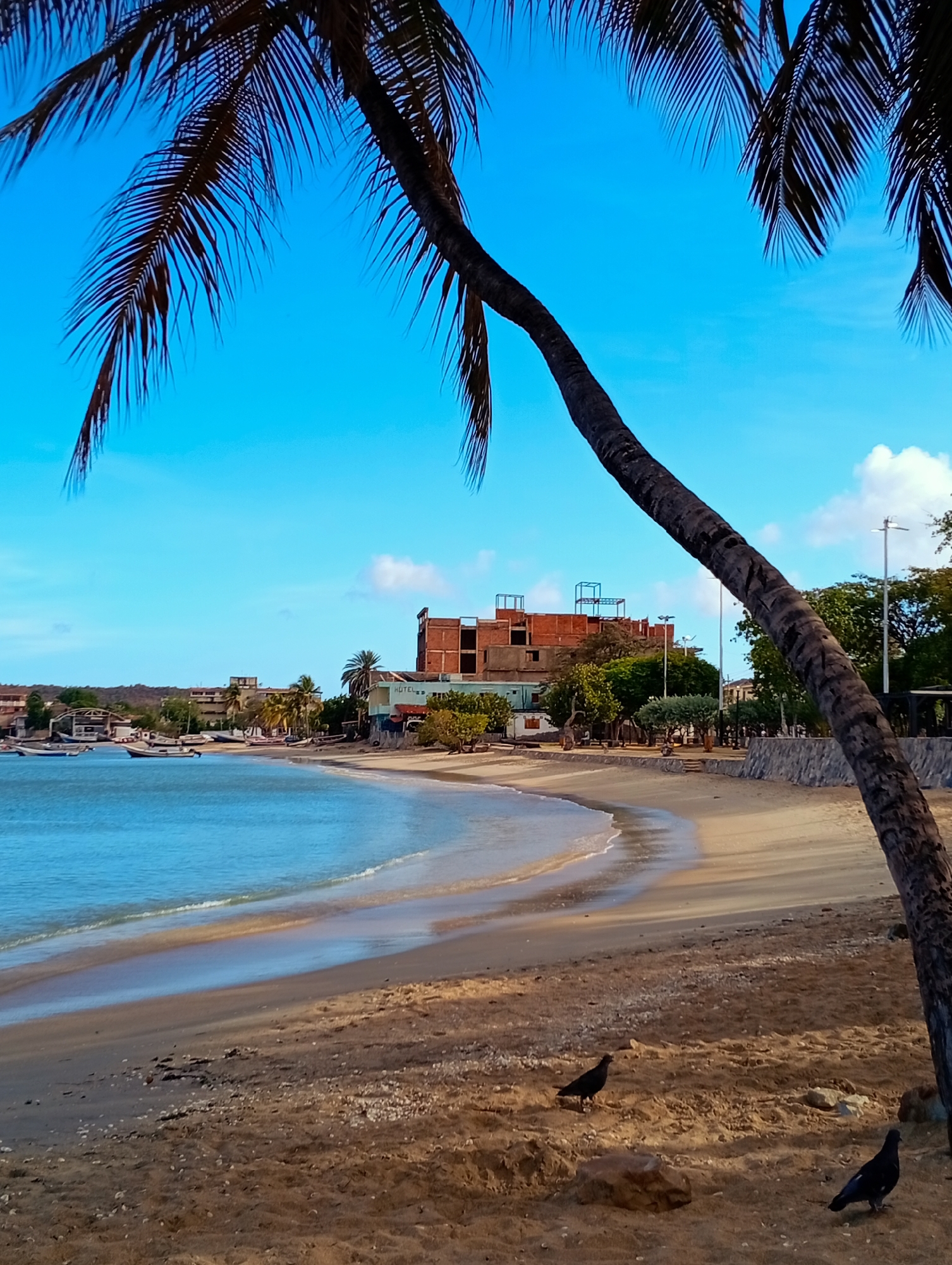 This image depicts a coastal scene in the city of Juan Griego, Venezuela, under a clear blue sky with sparse white clouds. The foreground features a light brown sandy beach where two dark-colored birds, possibly pigeons, are visible. One bird stands to the lower left, near a small rock, while the other is in the lower right, close to the base of a large, dark palm tree trunk that extends diagonally upwards across the right side of the frame. Dark palm fronds frame the upper sections of the image.
The midground reveals a crescent-shaped bay with calm, light blue-green water showing gentle waves at the waterline. Several small, light-colored boats are moored or beached along the left side of the bay. A light-colored building with "HÔTEL" painted on its side is visible further along the shore to the right of the boats. Behind the beach, a low stone wall is present, backed by green vegetation and modern streetlights.
In the background, a series of urban structures lines the coastline, including a prominent multi-story building constructed of red brick, exhibiting exposed structural elements suggesting ongoing construction or disrepair. Hills are visible in the far distance on the left horizon. No human figures are present within the scene.