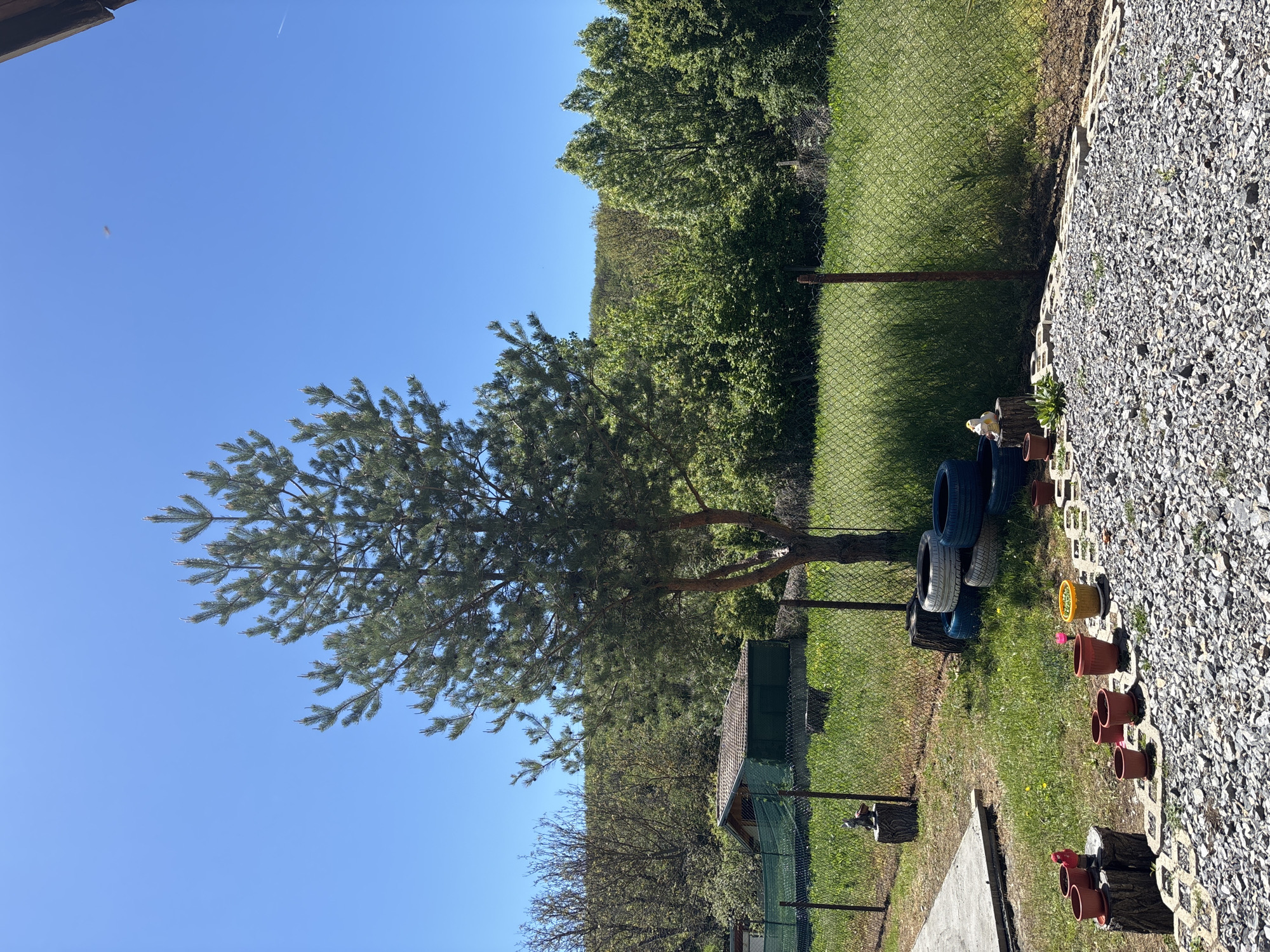 The image shows a backyard in Belopoptsi, Bulgaria on a sunny day. In the foreground, a gravel area borders a grassy section containing various objects. A line of flower pots is arranged along the edge of the gravel area. A stack of used tires is near a chain-link fence that marks a boundary between the yard and a wooded area with green trees. A large pine tree dominates the view, extending into the clear blue sky. A small, green, wooden shed is visible through the fence, and a concrete slab lies on the grass.