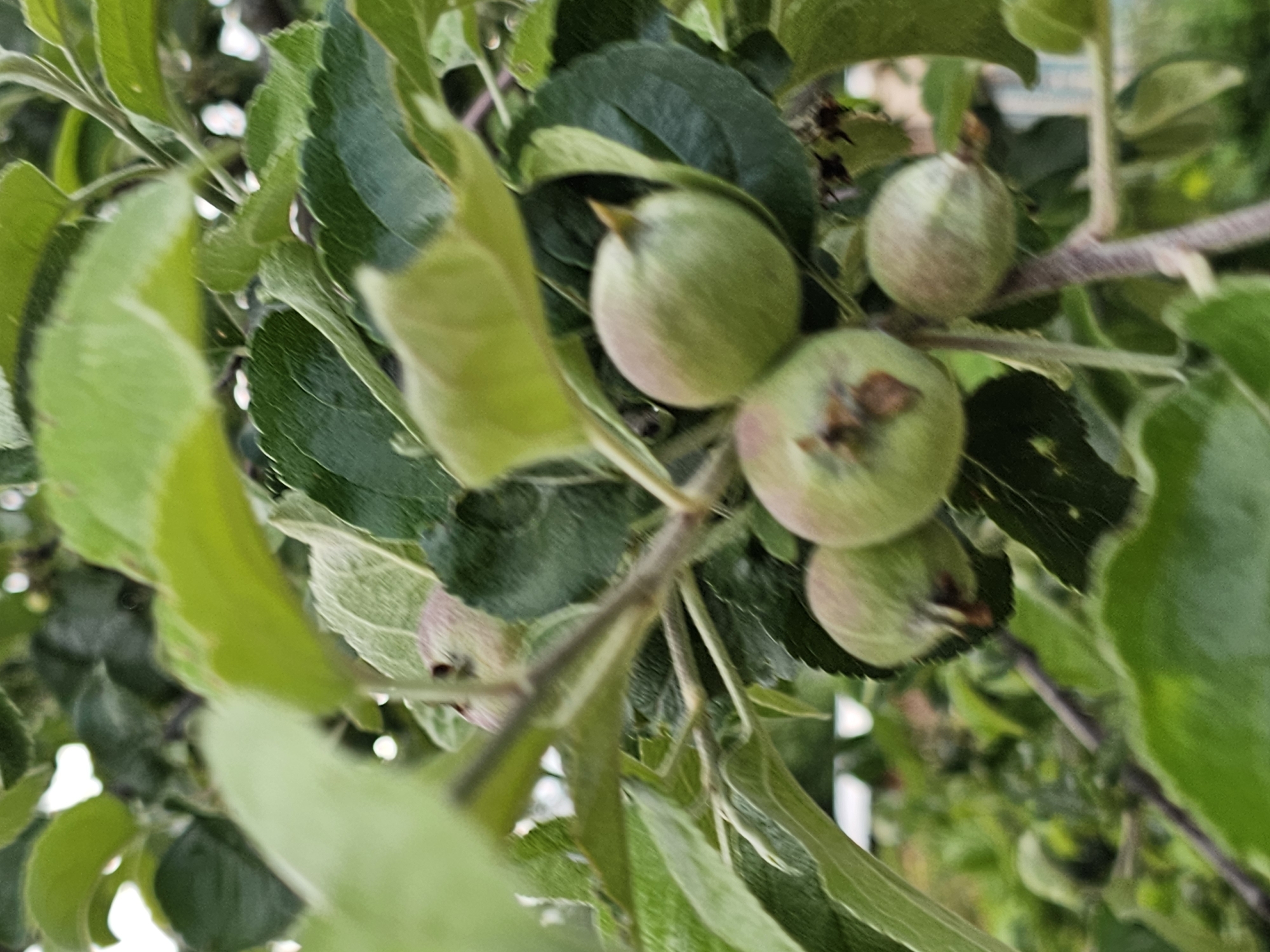 The image shows a close-up view of several small, green apples growing on a tree branch. The apples are still developing, with some showing a slightly reddish blush. The leaves of the apple tree are a vibrant green and are in various stages of focus. The background is softly blurred, suggesting an outdoor environment, possibly a garden or orchard, in Chukholovo, Russia. The overall lighting is natural and diffused, indicating it might be an overcast day or early morning/late afternoon. There are no people or animals visible in the image.