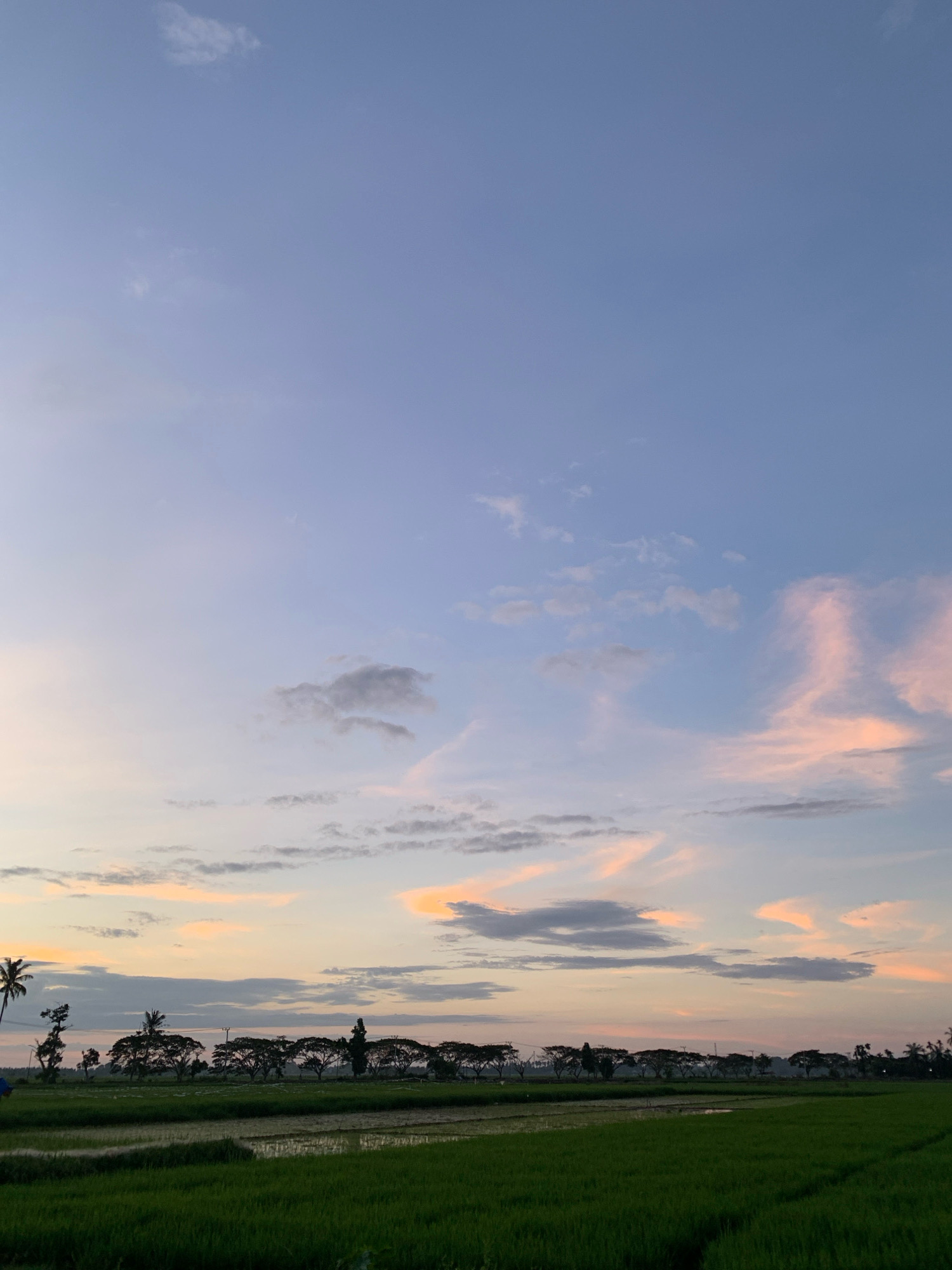 The image shows a rural landscape at dusk. A vast expanse of vibrant green rice paddies occupies the foreground, with some areas reflecting the twilight sky. In the middle ground, a line of silhouetted trees stretches horizontally across the frame, interspersed with some taller palm trees on the left. Beyond the trees, a faint hint of distant structures and possibly utility poles can be discerned. The sky above is a gradient of soft blues and purples, transitioning into warm oranges and pinks near the horizon, a characteristic of sunset. Scattered across the sky are wispy clouds, some tinged with the same sunset hues. The overall atmosphere is serene and tranquil. The image depicts the outskirts of Palohawe, Indonesia, showcasing its agricultural landscape under a colorful evening sky. There are no people or animals visible in the scene.