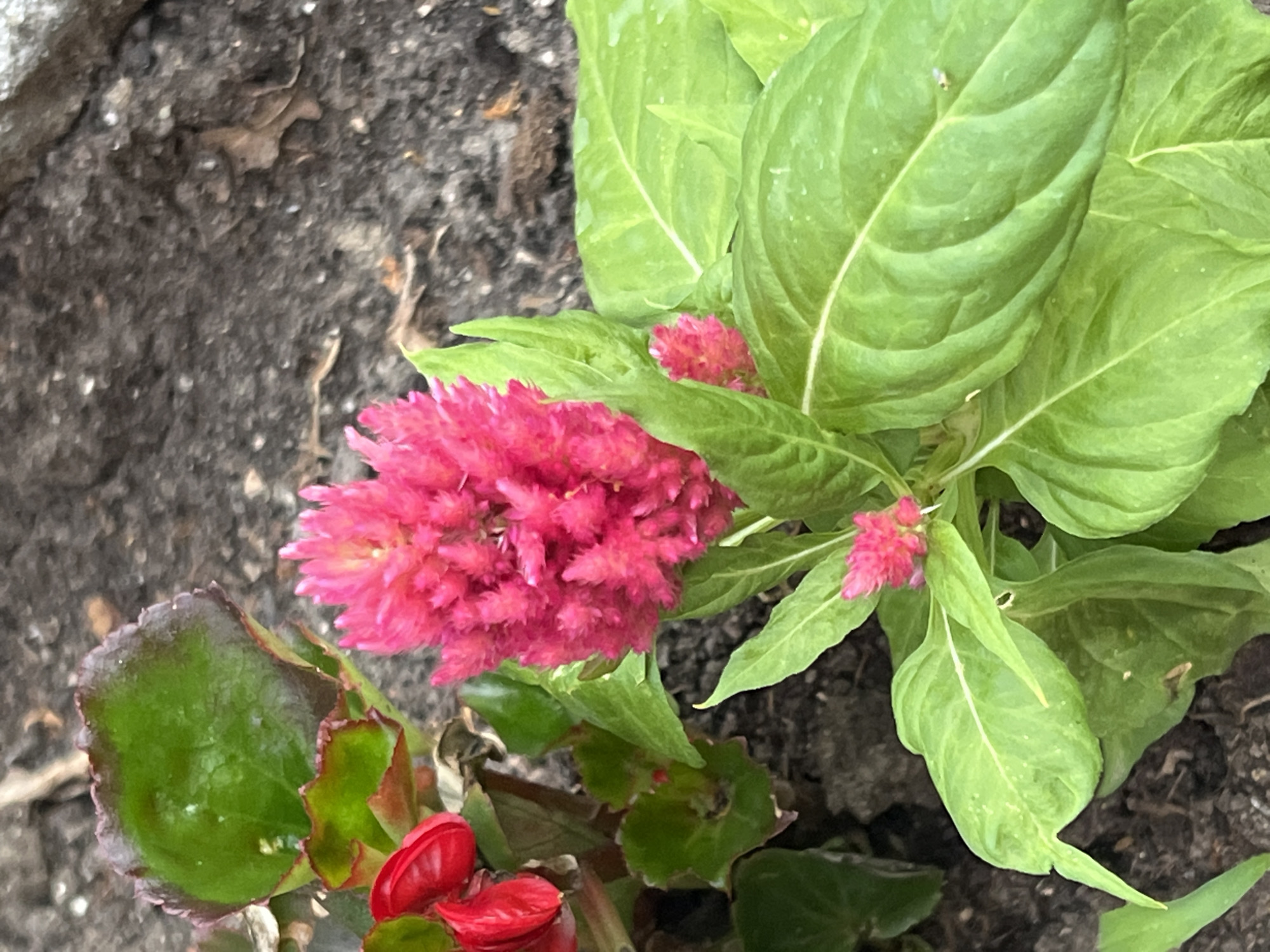 The image depicts a close-up of a vibrant pink Celosia flower with its distinctive feathery bloom. Surrounding the flower are large, textured green leaves with prominent veins. To the left, a few red begonia flowers are partially visible. The background consists of dark, coarse soil with scattered debris. The scene appears to be an outdoor garden setting, possibly in a residential area or park within the city of Constanța, Romania. No people are present in the image, and the focus is solely on the flora. The lighting suggests it is daytime, with soft illumination highlighting the textures and colors of the plants.