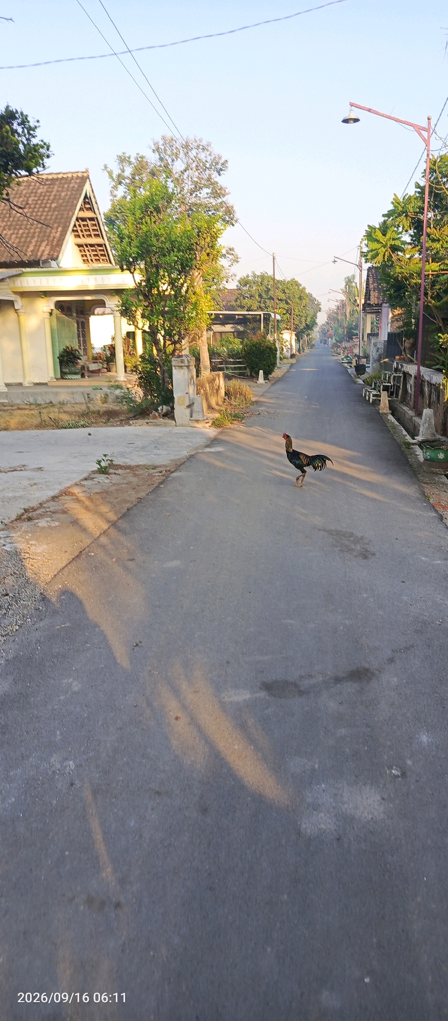 This is a vertical, full-shot photograph of a road in the village of Karangsono, Indonesia. The image depicts a rooster walking across the asphalt road, which is lined on both sides by houses and trees. The sky is clear and light blue. The sun is casting long shadows from trees and houses across the road, indicating it is either early morning or late afternoon. A streetlamp is visible on the right side of the road. The timestamp in the lower-left corner reads "2026/09/16 06:11".