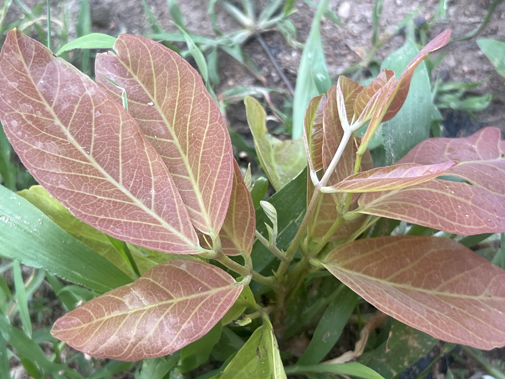 A close-up, overhead shot focuses on the reddish-brown leaves of a young plant, some appearing slightly wilted and veined. The leaves are interspersed with brighter green blades of grass. The background is blurred, showing hints of soil and more green vegetation, suggesting an outdoor environment. The image was taken in Jalingo, Nigeria, in a natural, possibly unkempt, setting with low vegetation. There are no people or animals visible in the frame. The lighting appears to be natural daylight.