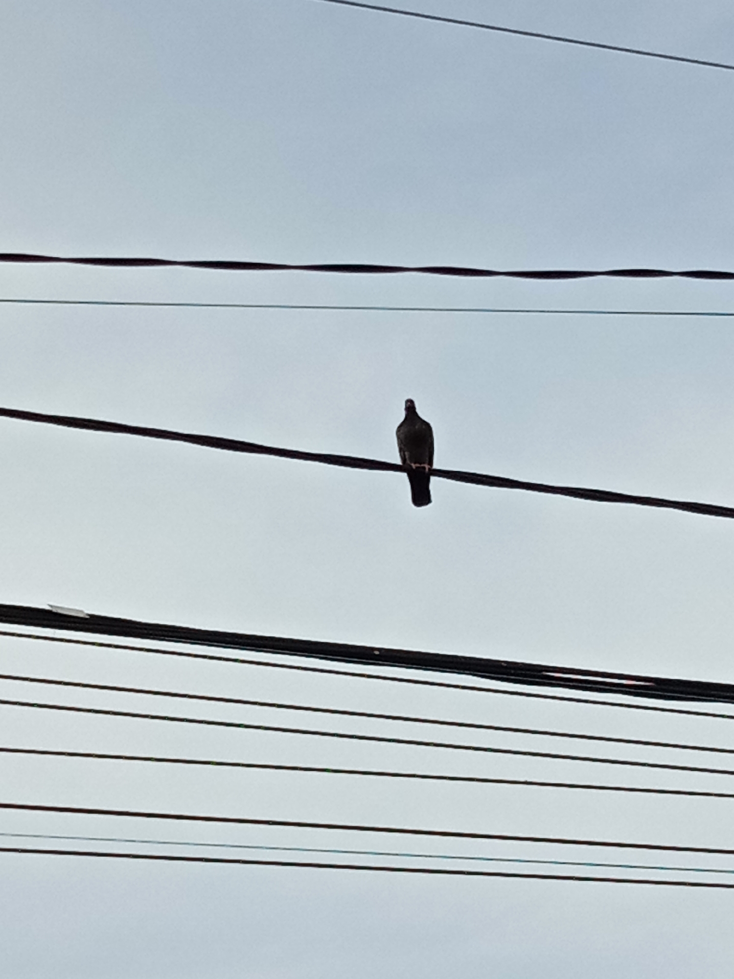 The image captures a solitary dark-colored bird, likely a pigeon or dove, perched centrally on a thick, dark power line. The bird is facing away from the viewer, showing its back and head. Several other parallel power lines or utility cables, also dark, traverse the frame horizontally, both above and below the line the bird is resting on. Some of these lines appear to be bundled or twisted. The lines are set against a clear, light blue sky, which fills the entire background of the photograph.
The scene depicts a peaceful moment, likely during the daytime, given the bright and evenly lit sky with no visible clouds, indicating fair weather. There are no discernible shadows that would suggest a specific time of day like sunrise or sunset, nor are there any signs of harsh midday sun. No other objects, structures, or landscape features are visible, emphasizing the stark contrast between the dark lines and the pale sky. There is no visible text within the image. The location is Lhokseumawe, Indonesia, though the image itself does not contain specific geographical markers to identify it beyond typical utility infrastructure.