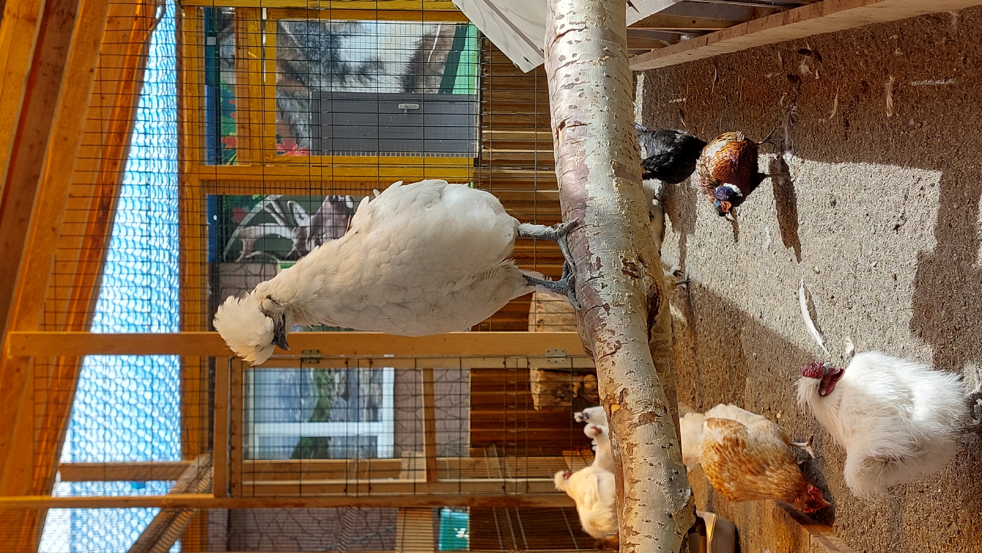 A white Silkie chicken stands on a horizontal tree branch inside a wooden aviary. The chicken has fluffy white feathers and a crest of feathers on its head. In the background, several other chickens and a pheasant are visible on the ground. The aviary has a wooden frame with wire mesh walls and a blue tarp covering the roof. Sunlight streams into the aviary, casting shadows on the ground. The ground is covered with a layer of gravel and scattered feathers. There is a window visible in the back wall of the aviary. The image appears to be taken from a slightly low angle, looking up at the Silkie chicken.