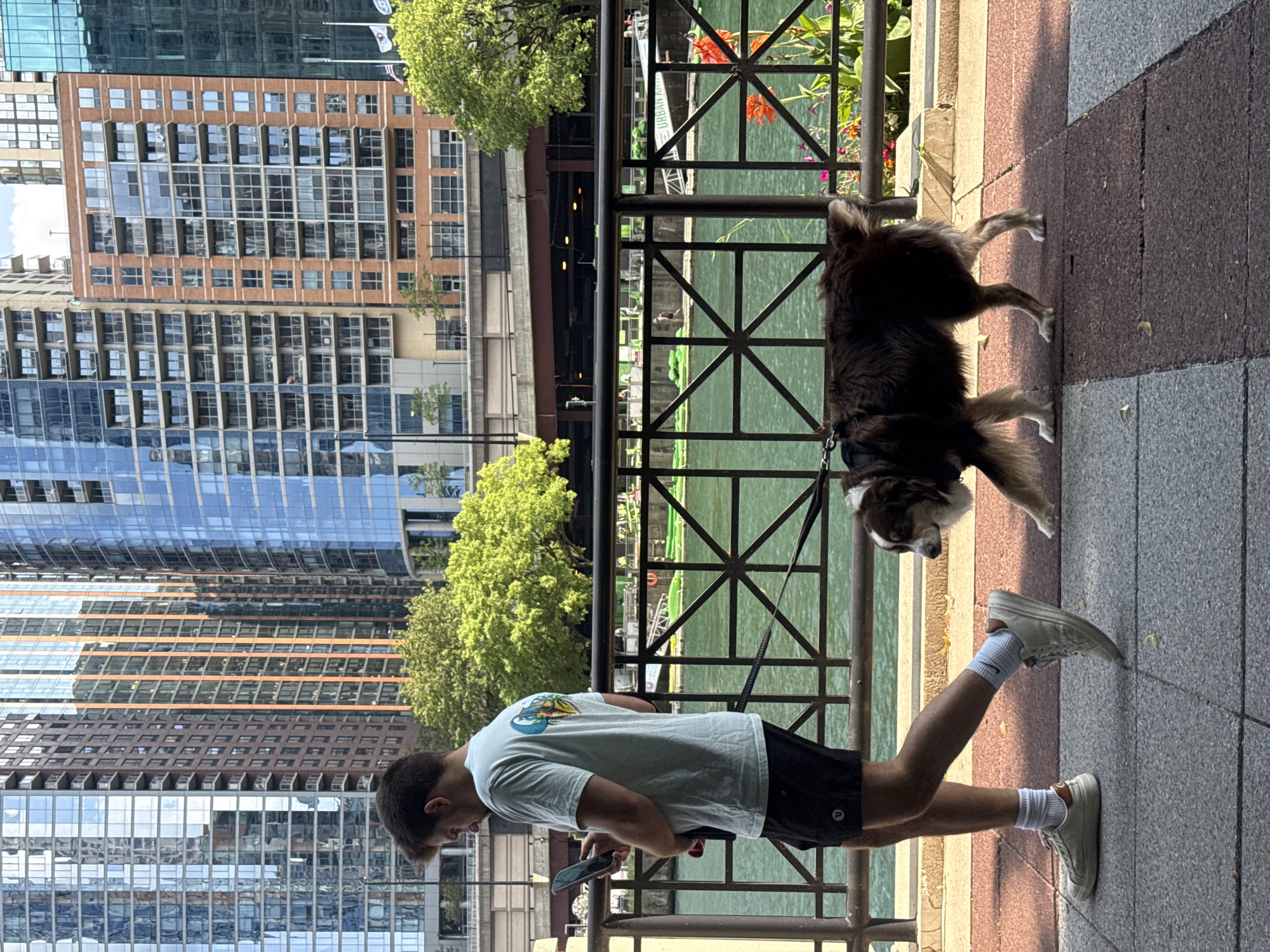 A man and a dog walk along the Chicago Riverwalk in Chicago, Illinois. The man, wearing a light blue t-shirt and black shorts, looks at his phone as he walks. The dog, a medium-sized brown and white Australian Shepherd, walks beside him on a leash. They are on a paved walkway next to the river. In the background, modern skyscrapers line the river, reflecting the sunlight. Trees and a metal railing with geometric patterns are also visible. The river is a murky green color, and several small green objects are floating in it. The overall scene depicts a typical urban activity in a city setting.